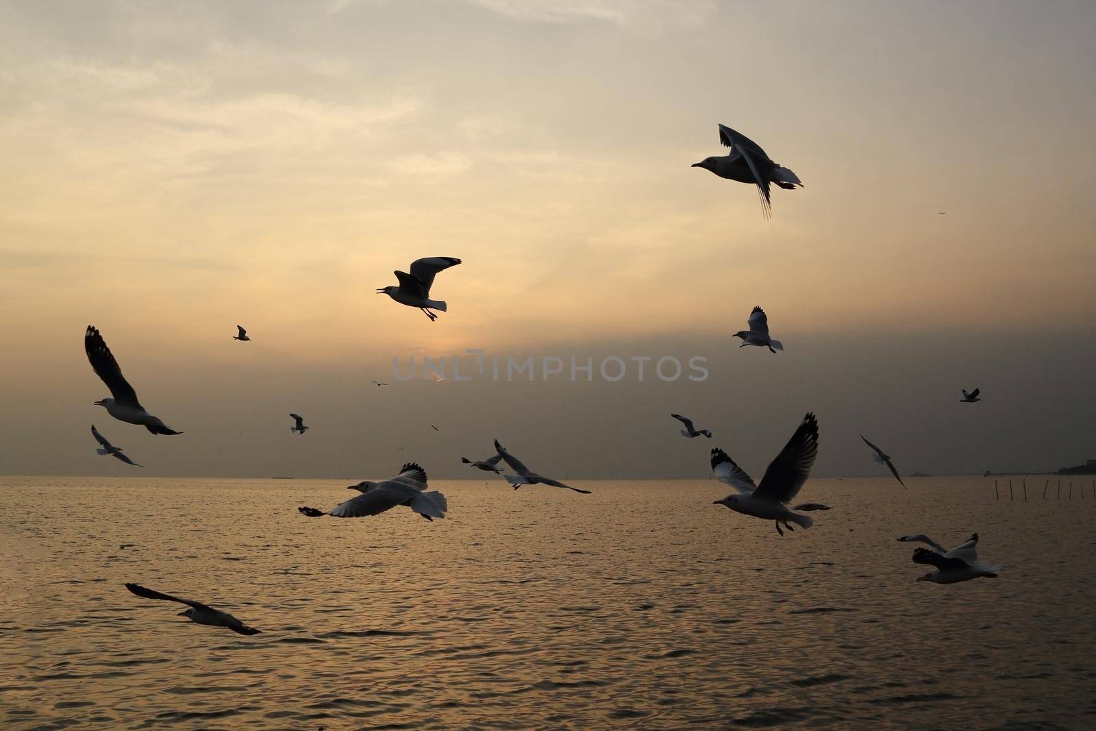 Seagull with sunset at Bang Pu beach, Thailand