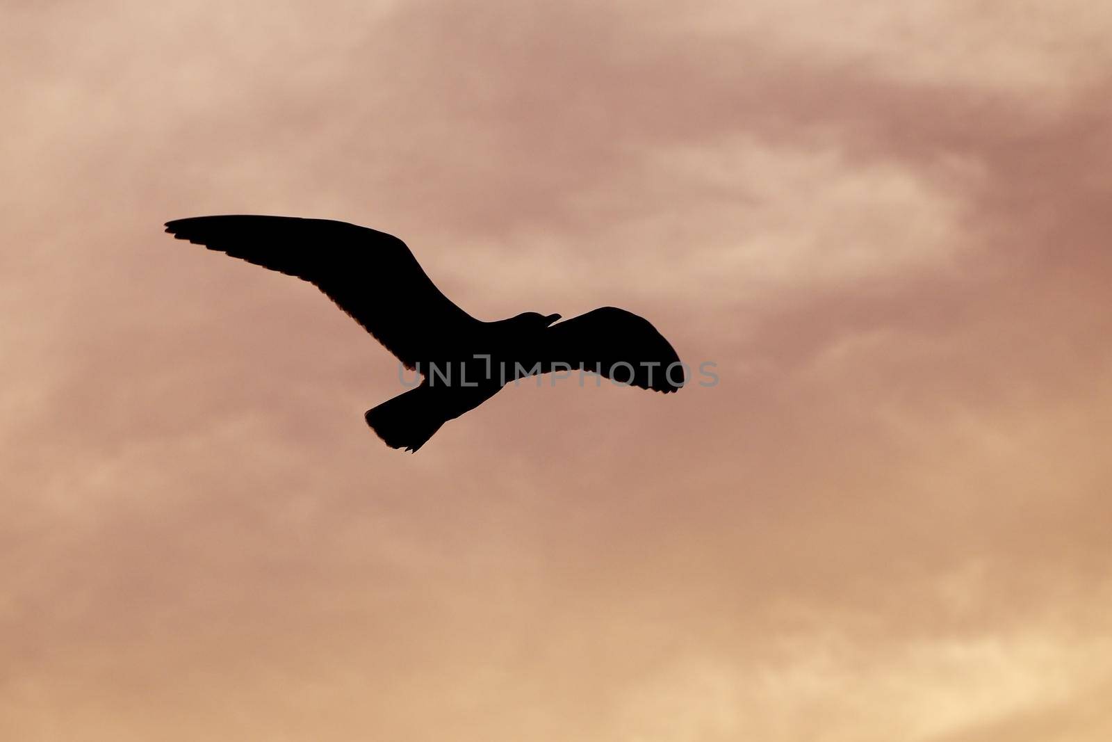 Seagull with sunset at Bang Pu beach by geargodz