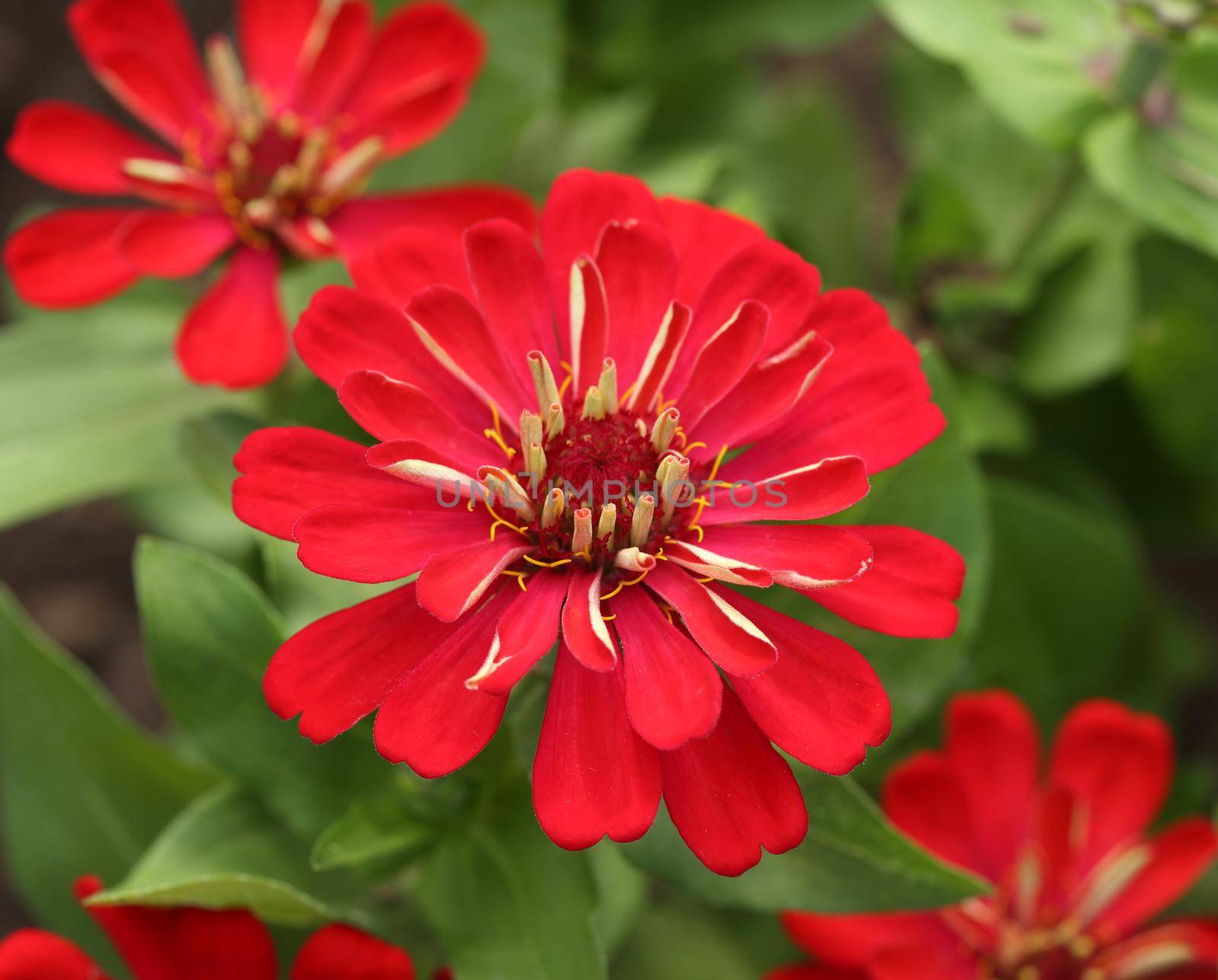 red zinnia flower  by geargodz