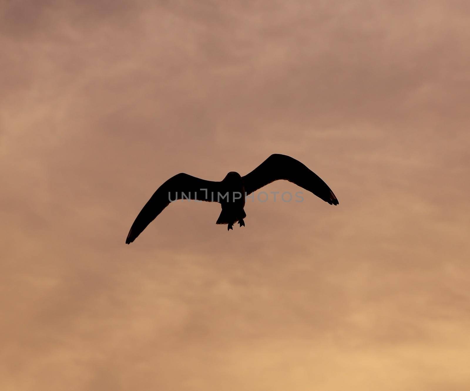 Seagull with sunset at Bang Pu beach by geargodz