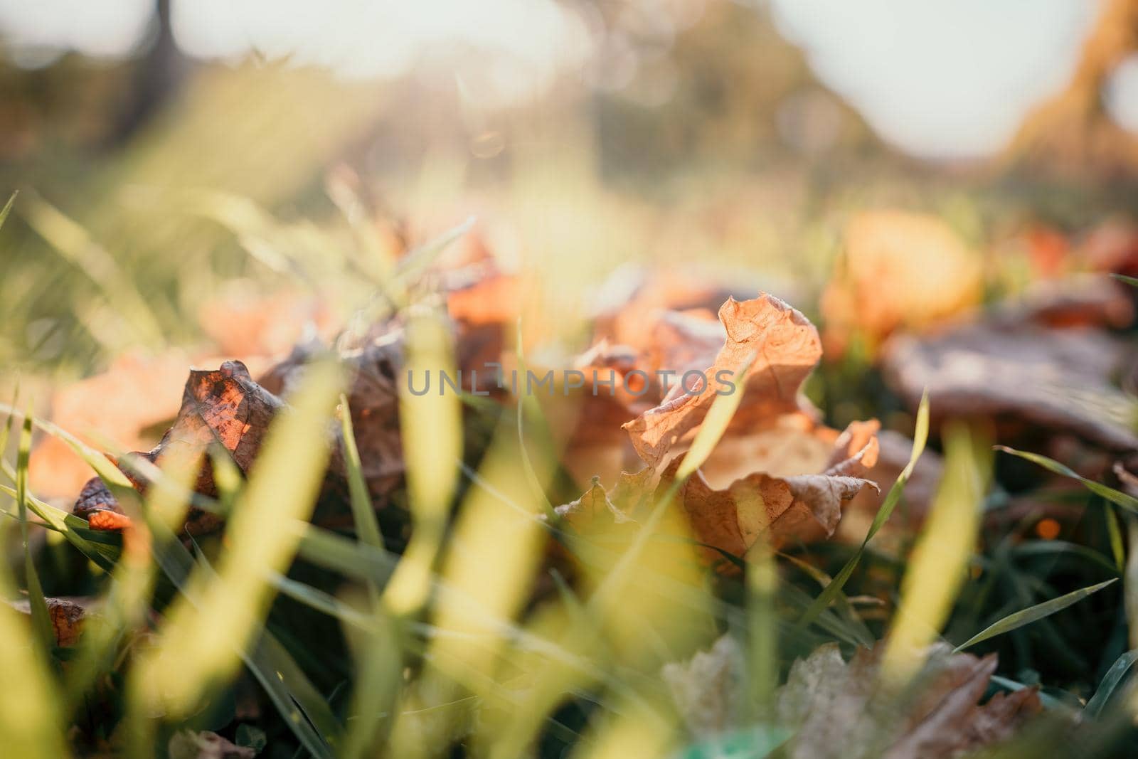 Close up of the green grass lawn and autumn foliage with sun beam, soft focus, copy space. by panophotograph