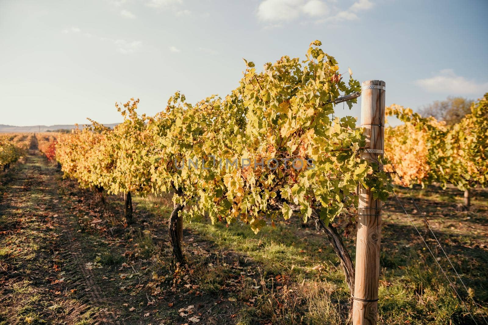 Beautiful clusters of ripening grapes in the sun. Grape plantation in the sunset light. Beautiful vine with grapes. Wine Making concept. Grape business.