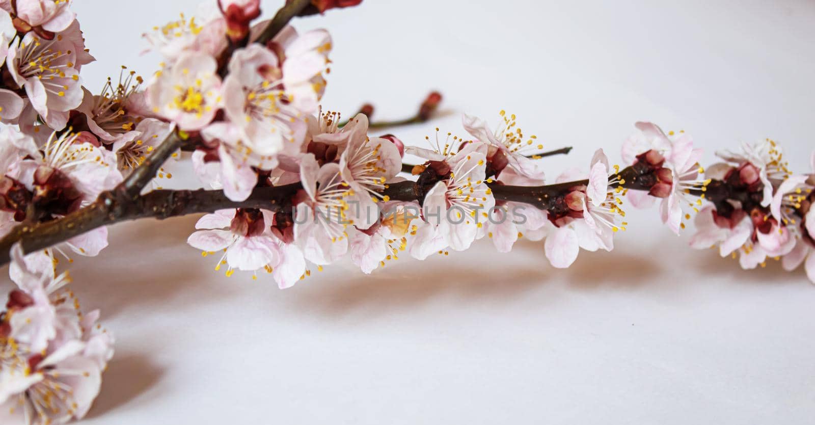 Branch with flowers on white background. Selective focus.nature