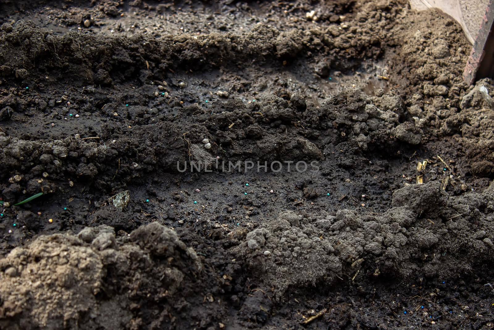 woman farmer sows cabbage in the greenhouse. Selective focus. Nature
