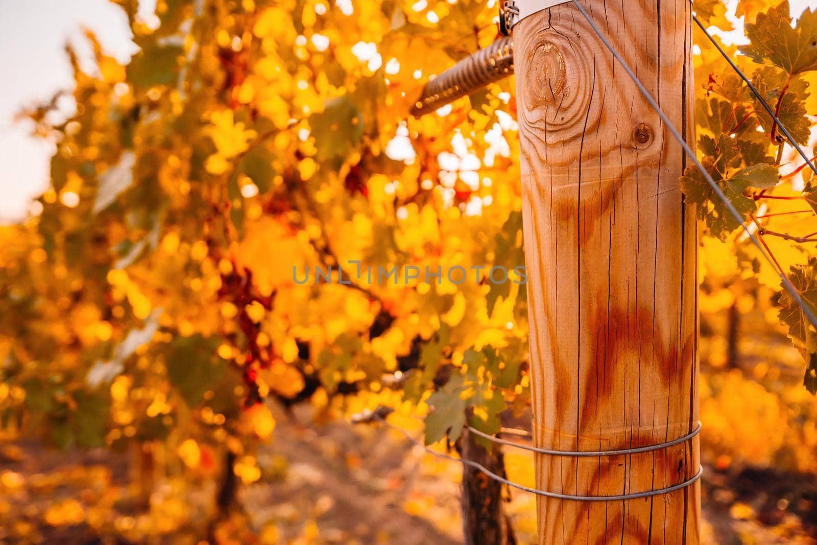 Beautiful clusters of ripening grapes in the sun. Grape plantation in the sunset light. Beautiful vine with grapes. Wine Making concept. Grape business.