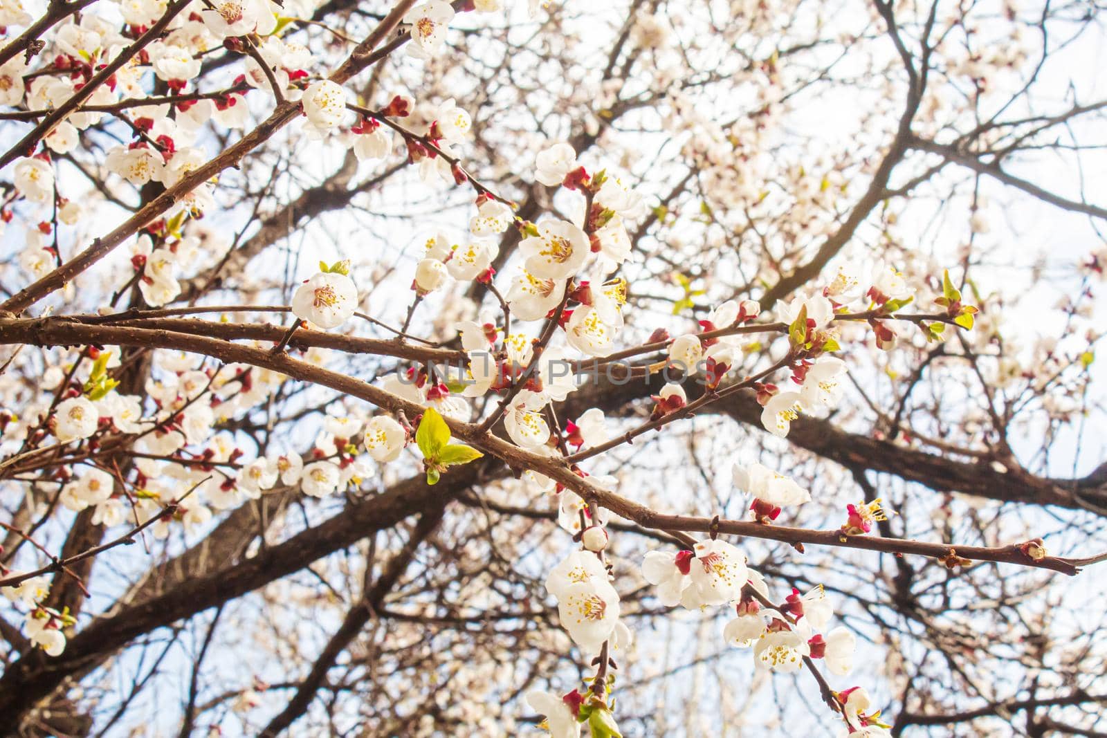 Blooming tree in spring. Fresh pink flowers on branch of fruit tree. Selective focus.nature