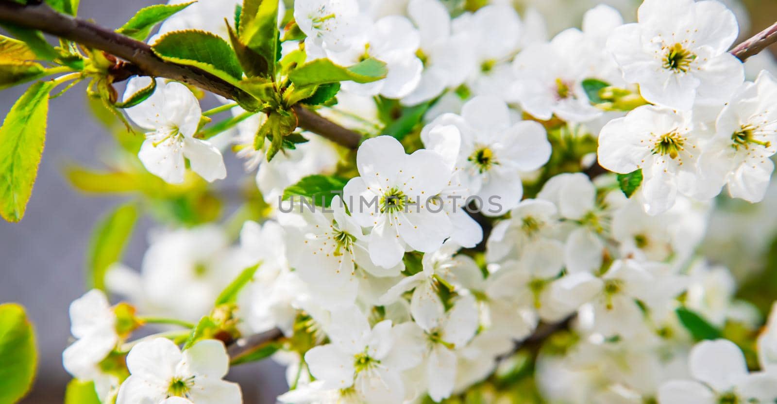 Blooming tree in the garden. Selective focus nature.