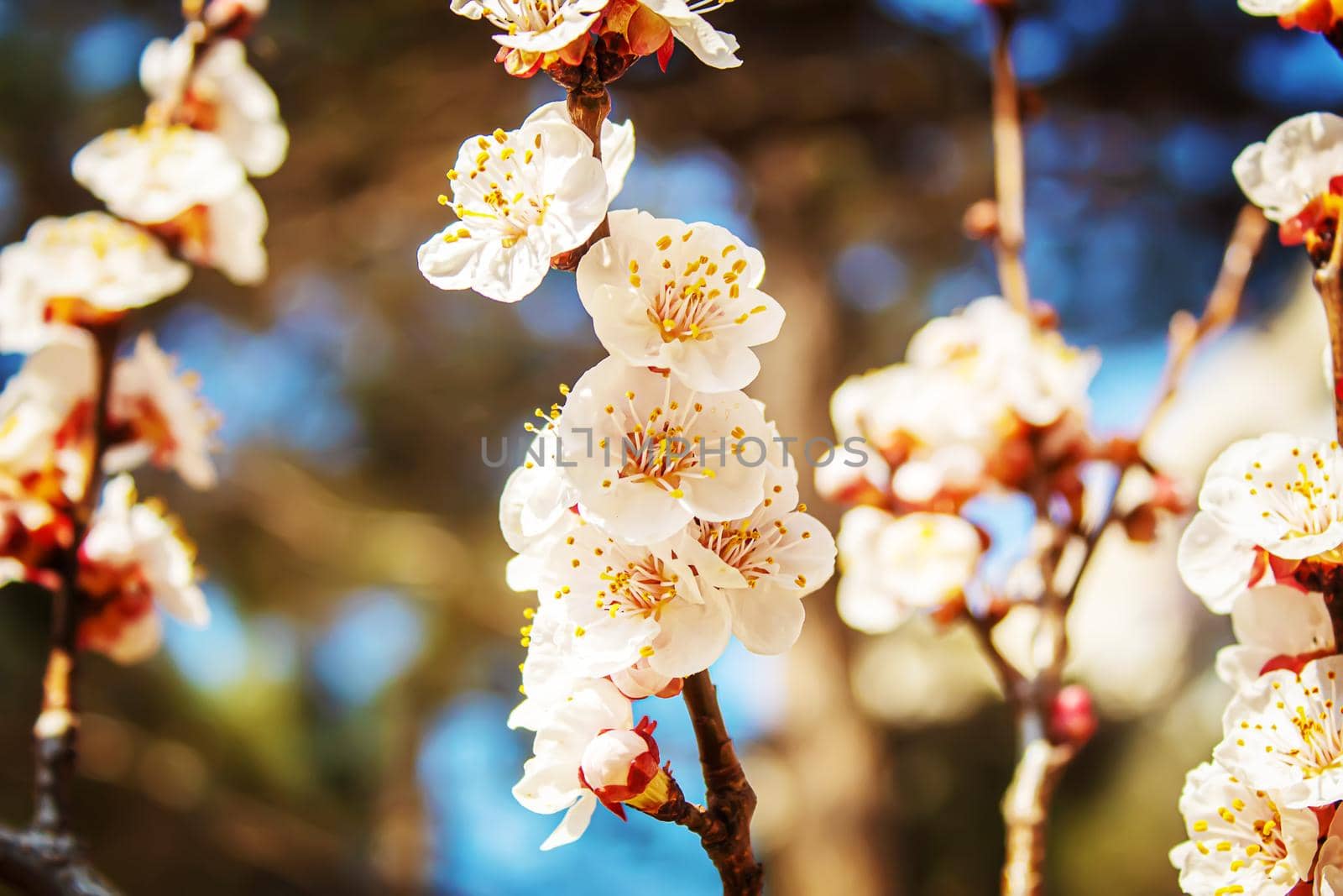 Blooming tree in spring. Fresh pink flowers on branch of fruit tree. Selective focus.nature