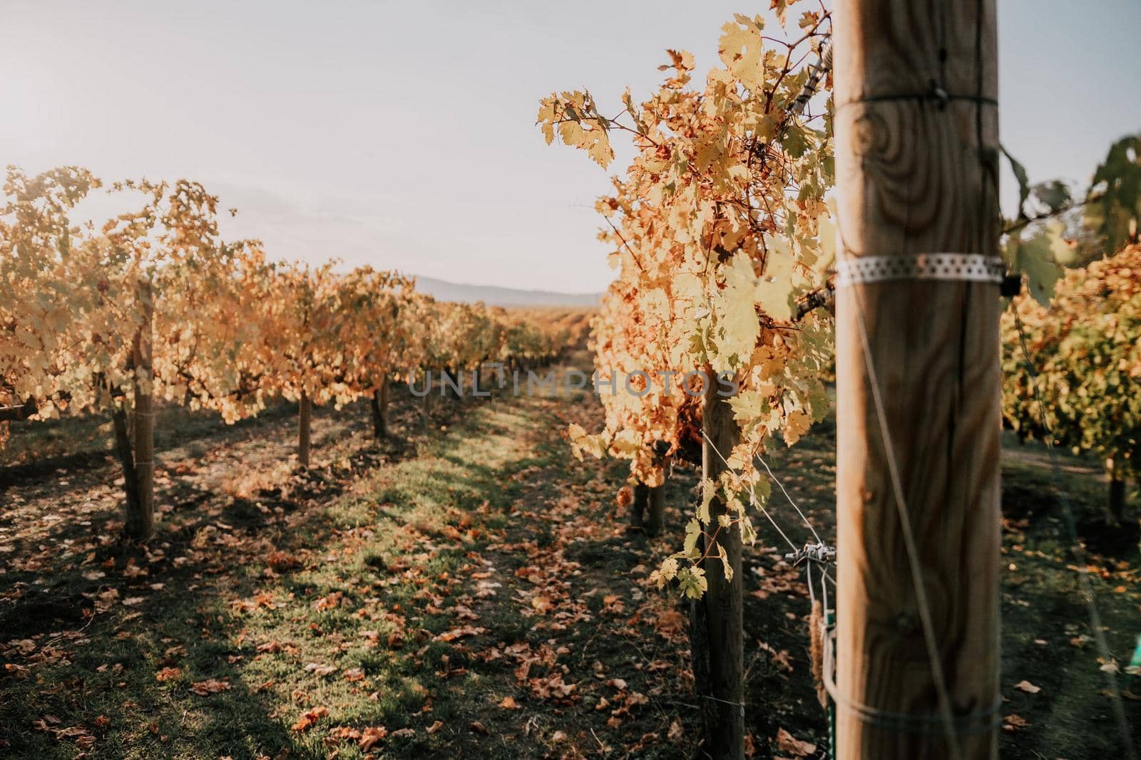 Beautiful clusters of ripening grapes in the sun. Grape plantation in the sunset light. Beautiful vine with grapes. Wine Making concept. Grape business.