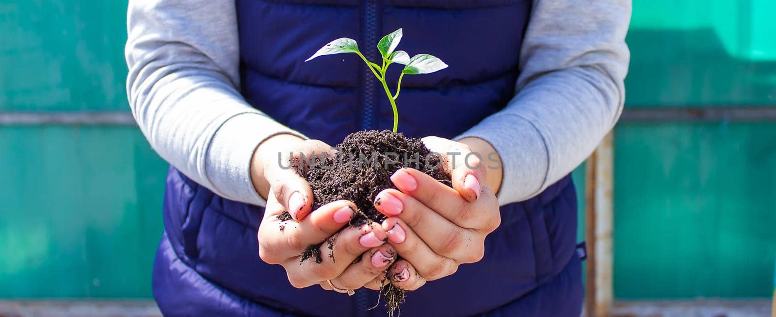 a girl holds pepper seedlings in her hands, against the backdrop of a garden, farm, greenhouse. selective focus
