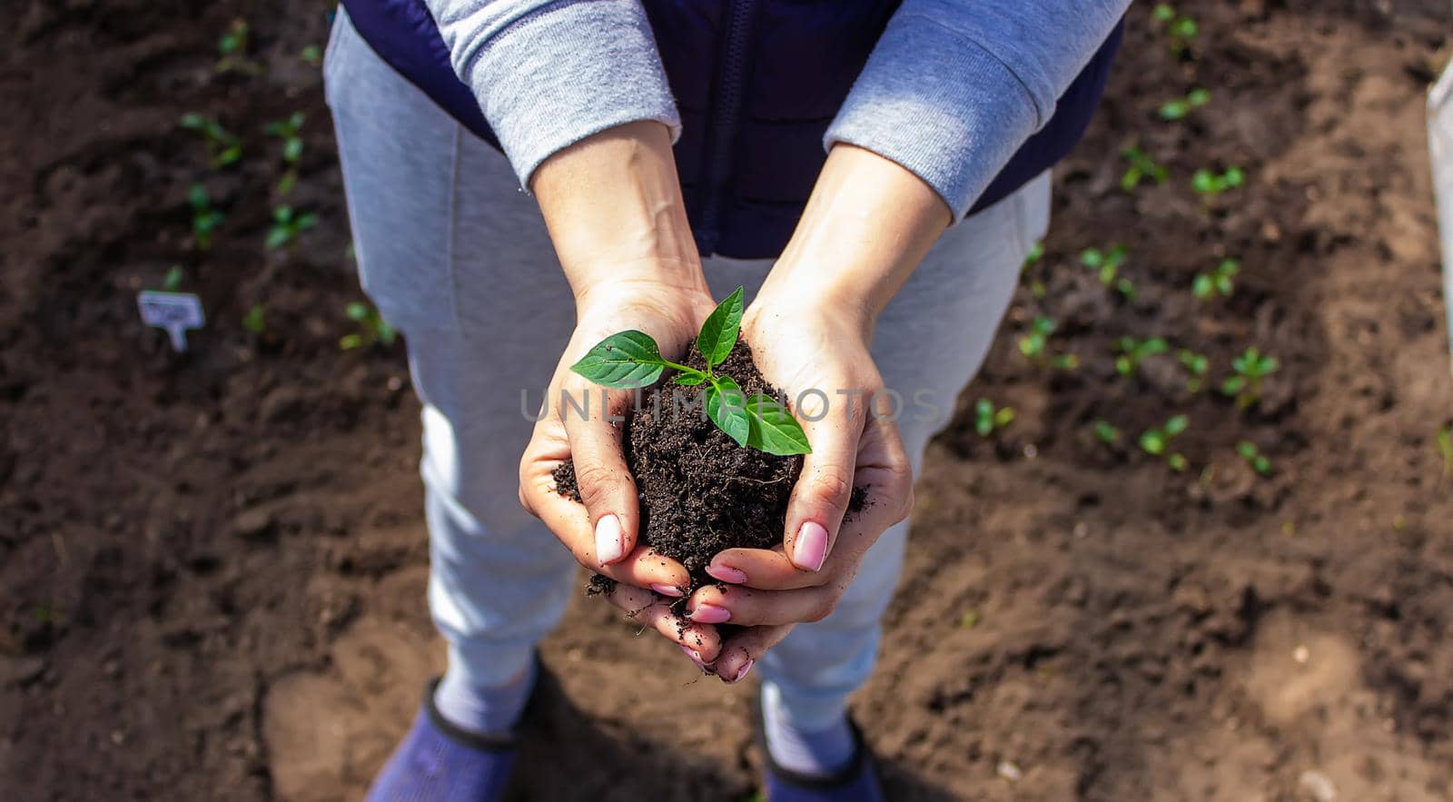 a girl holds pepper seedlings in her hands, against the backdrop of a garden, farm, greenhouse. selective focus