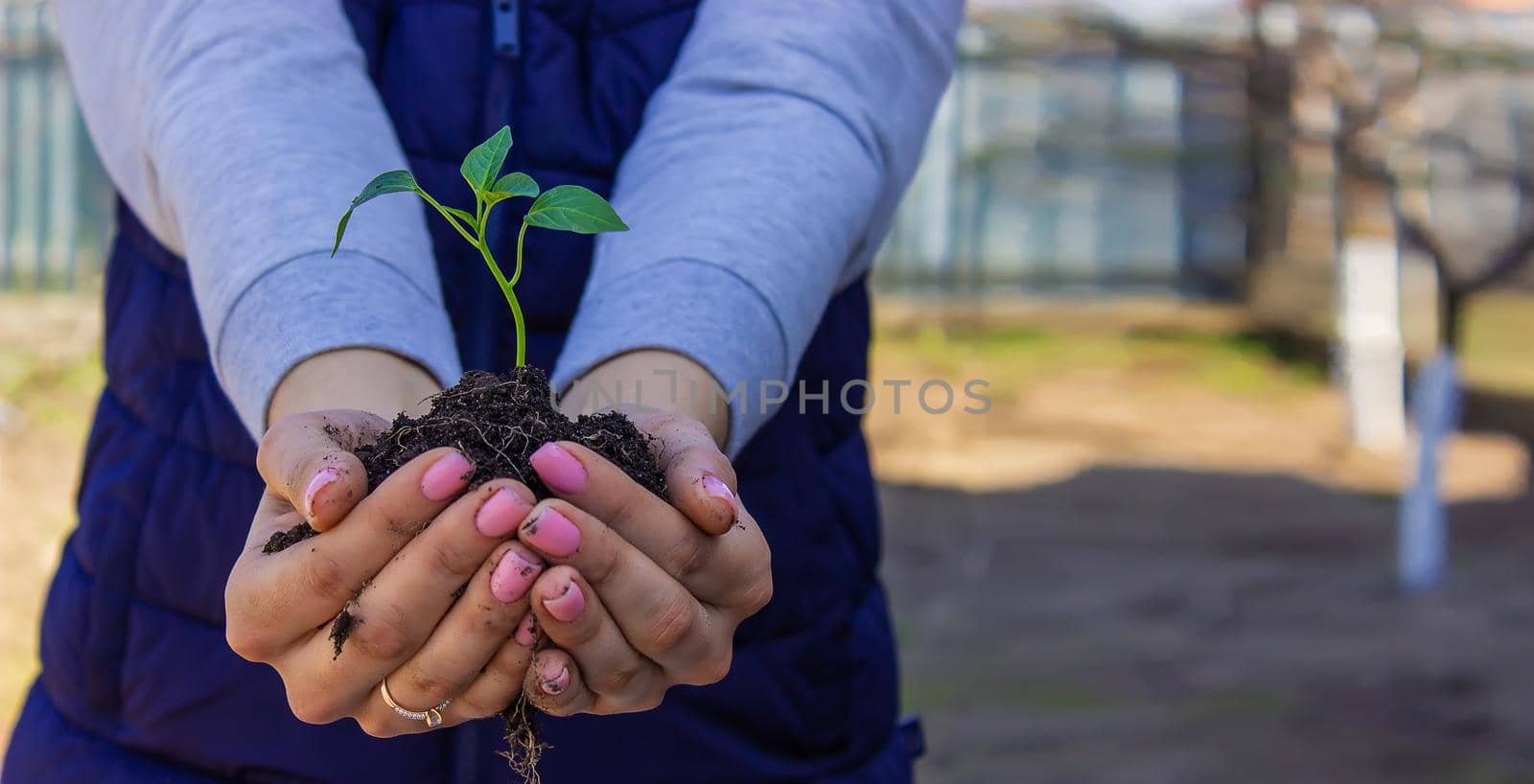 a girl holds pepper seedlings in her hands, against the backdrop of a garden, farm, greenhouse. selective focus