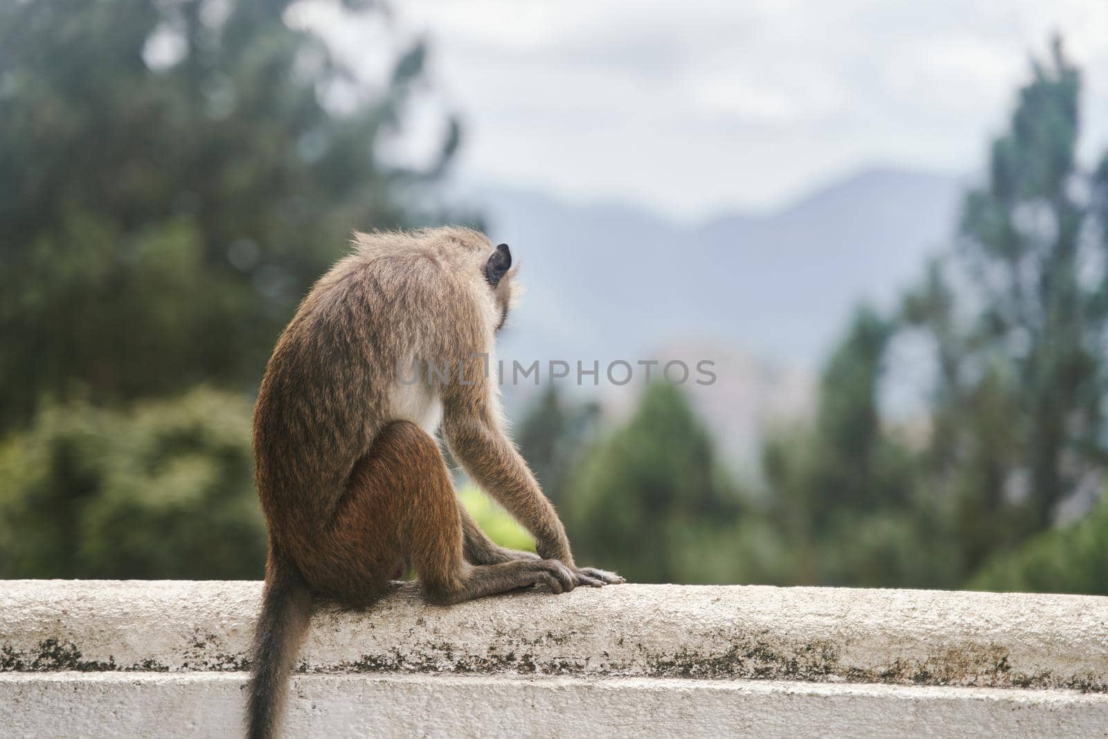 The monkey sits on a tree. Monkey in tropical forest vegetation. wildlife scene by driver-s