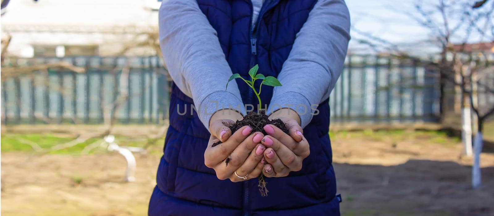 a girl holds pepper seedlings in her hands, against the backdrop of a garden, farm, greenhouse. selective focus