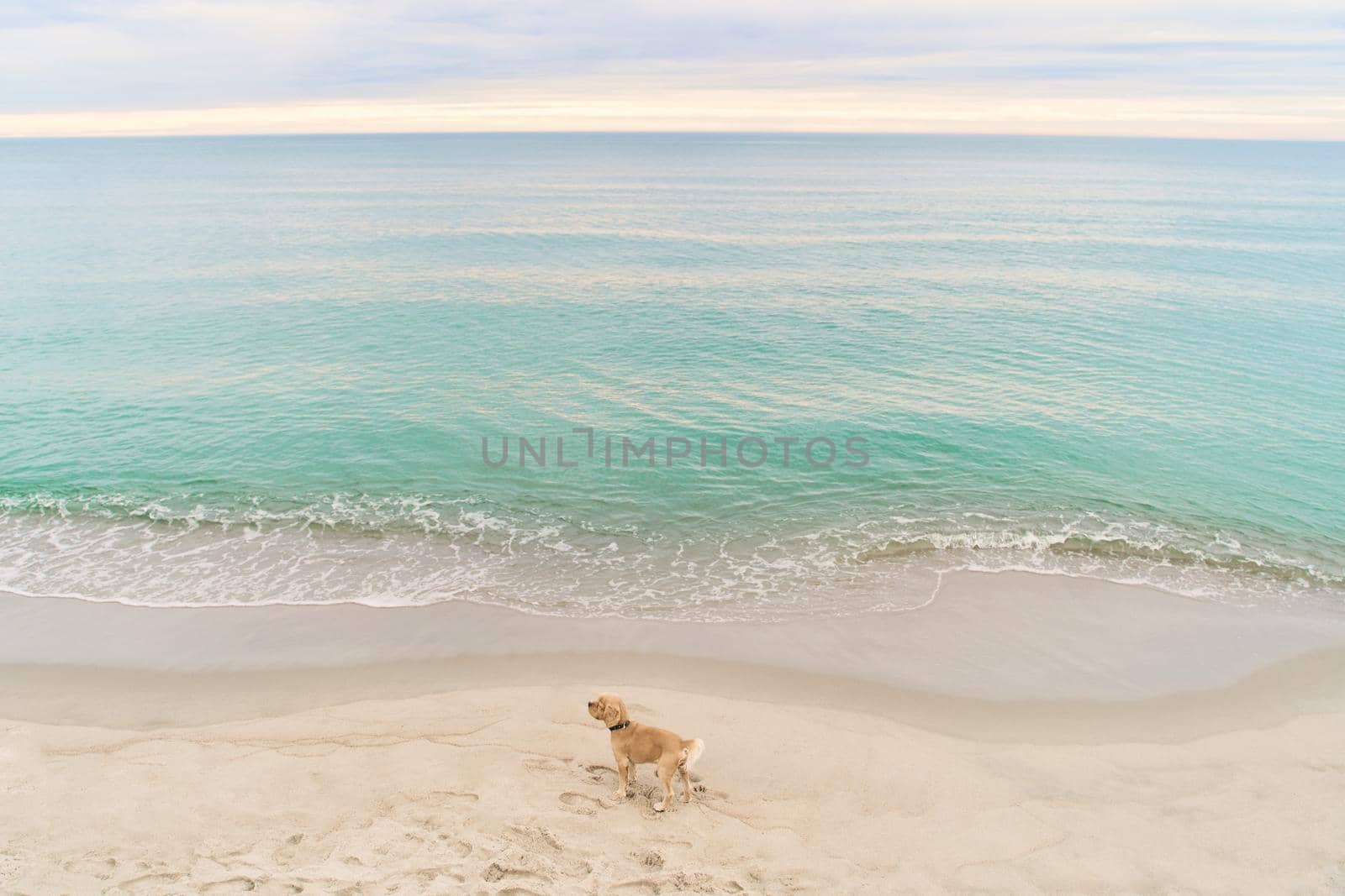 Dog on the beach of the Baltic Sea. Beach in the village of Amber. Beach in Russia with a blue flag. Kaliningrad region.