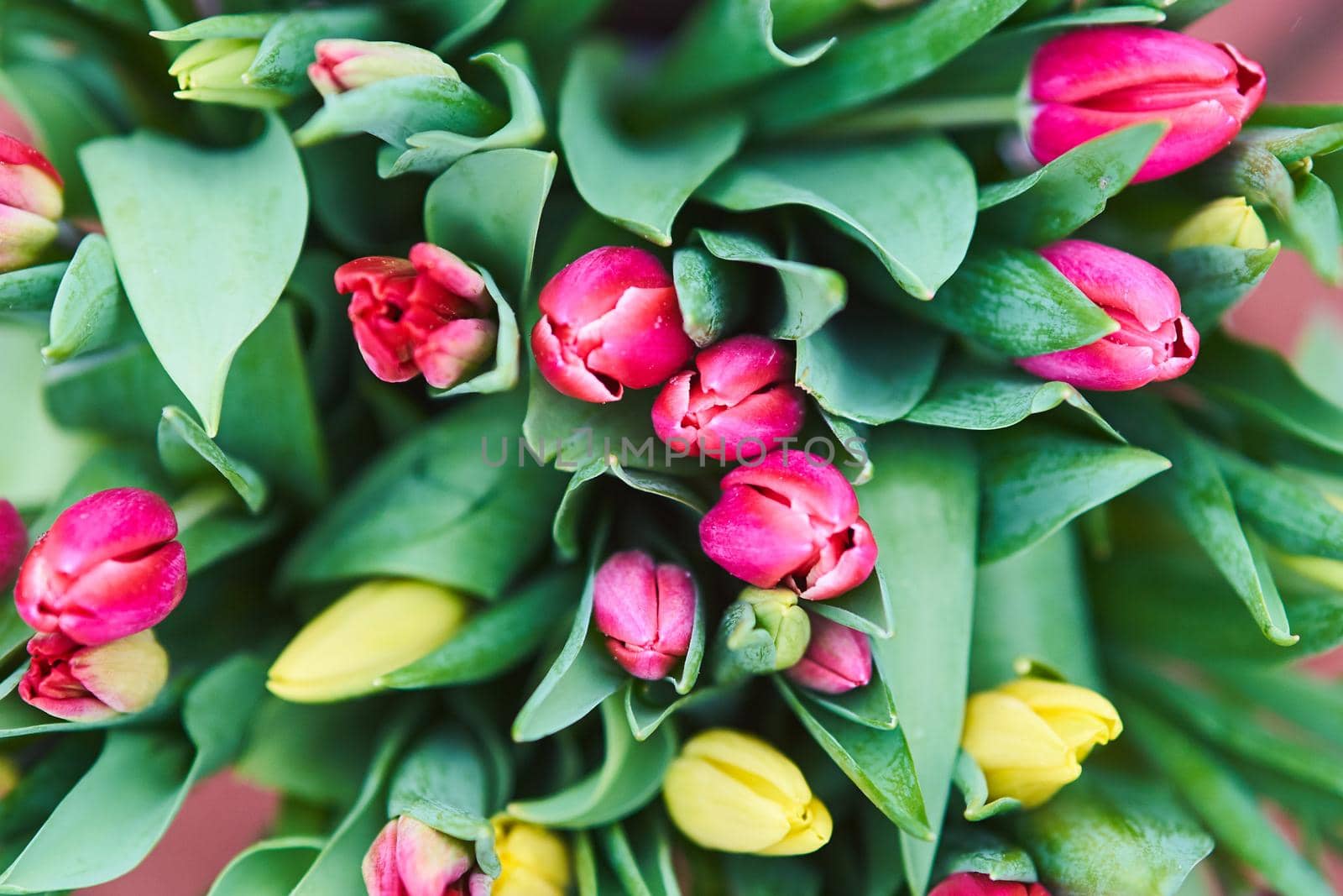 Bouquet of tulips in an iron bucket. Holiday. Gift. Natural flowers.