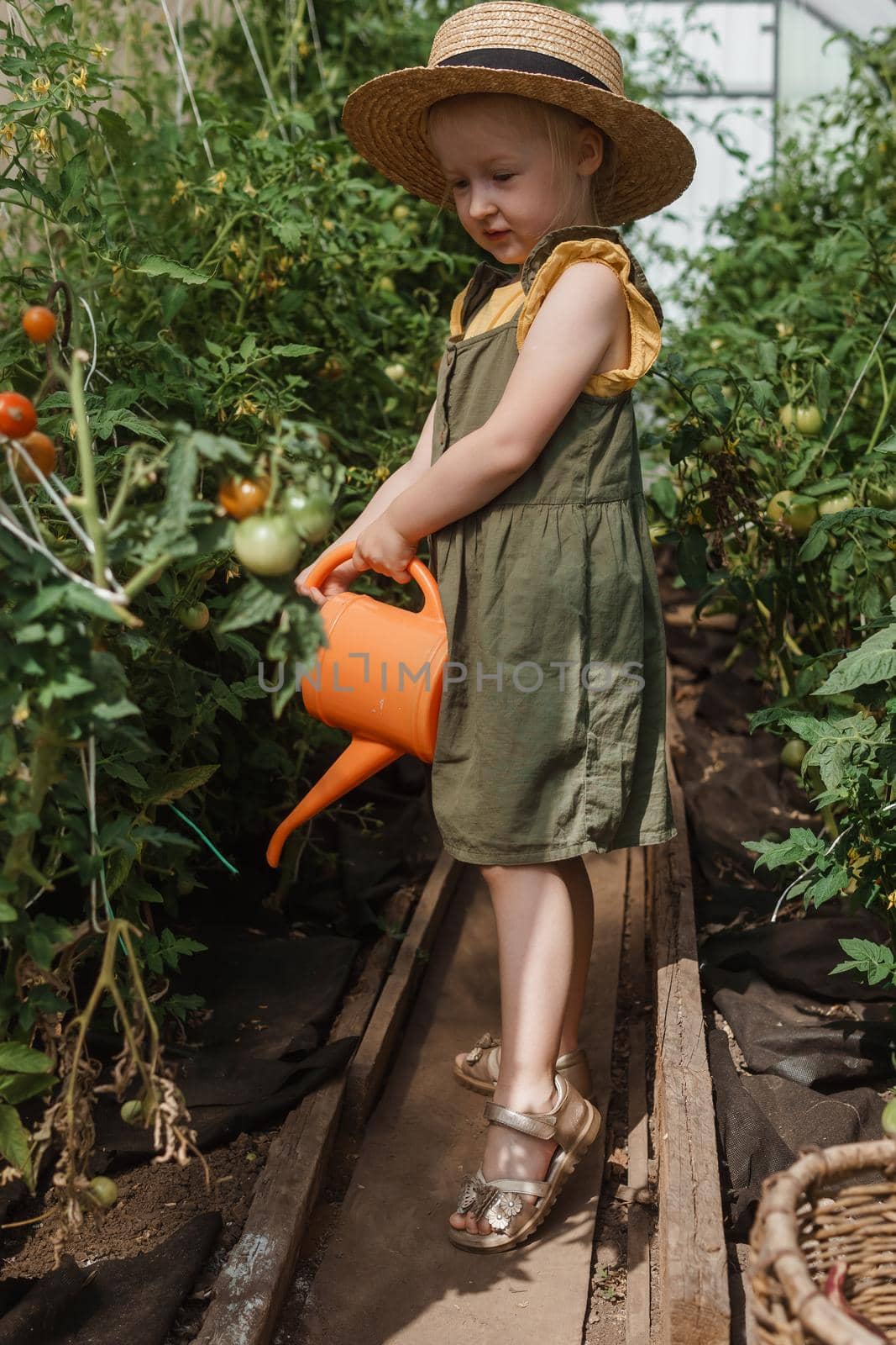 A little girl in a straw hat is picking tomatoes in a greenhouse. Harvest concept. Watering plants with water, caring for tomatoes.