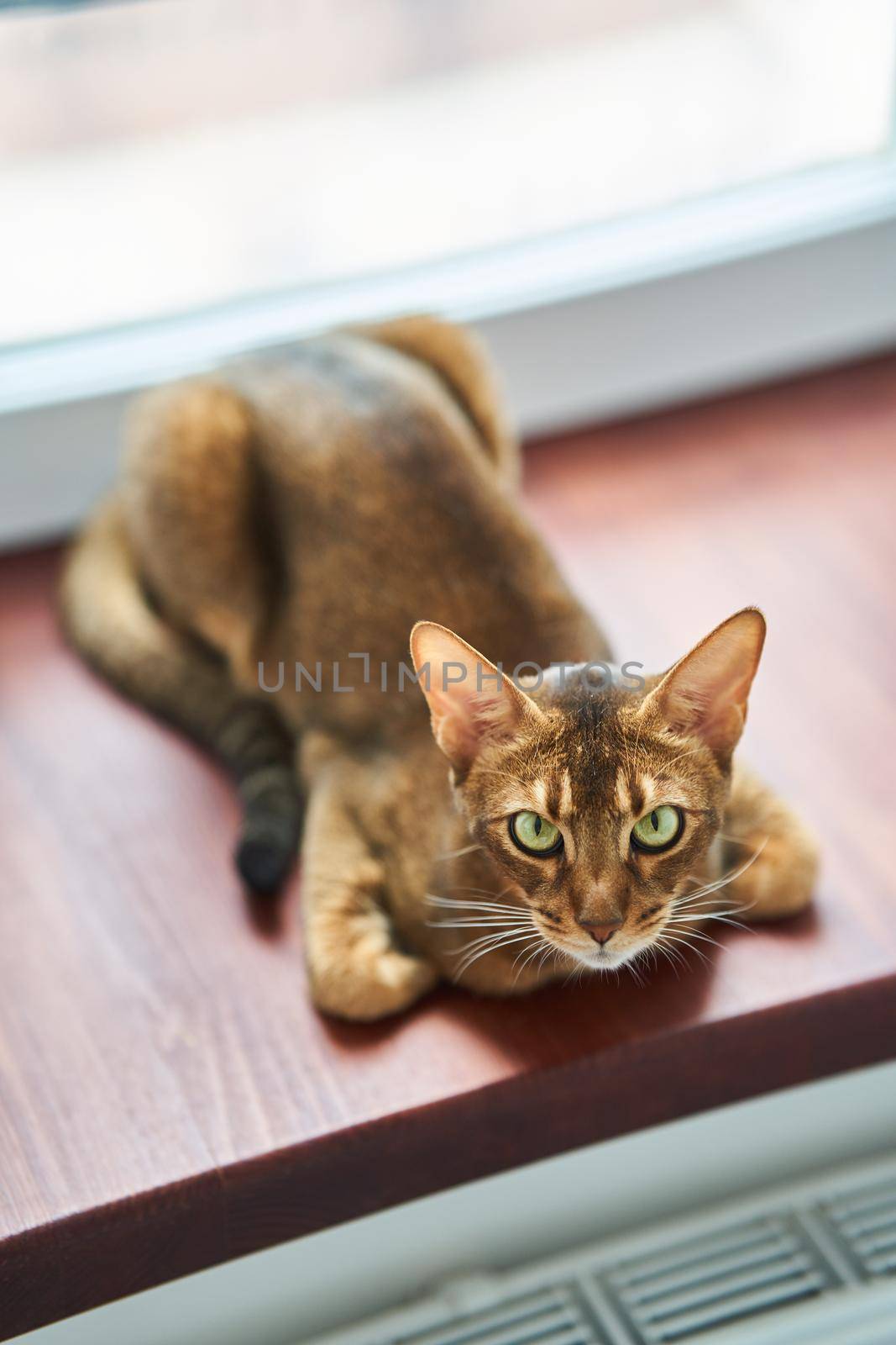 Beautiful cat breed Bengal lies on the floor by driver-s