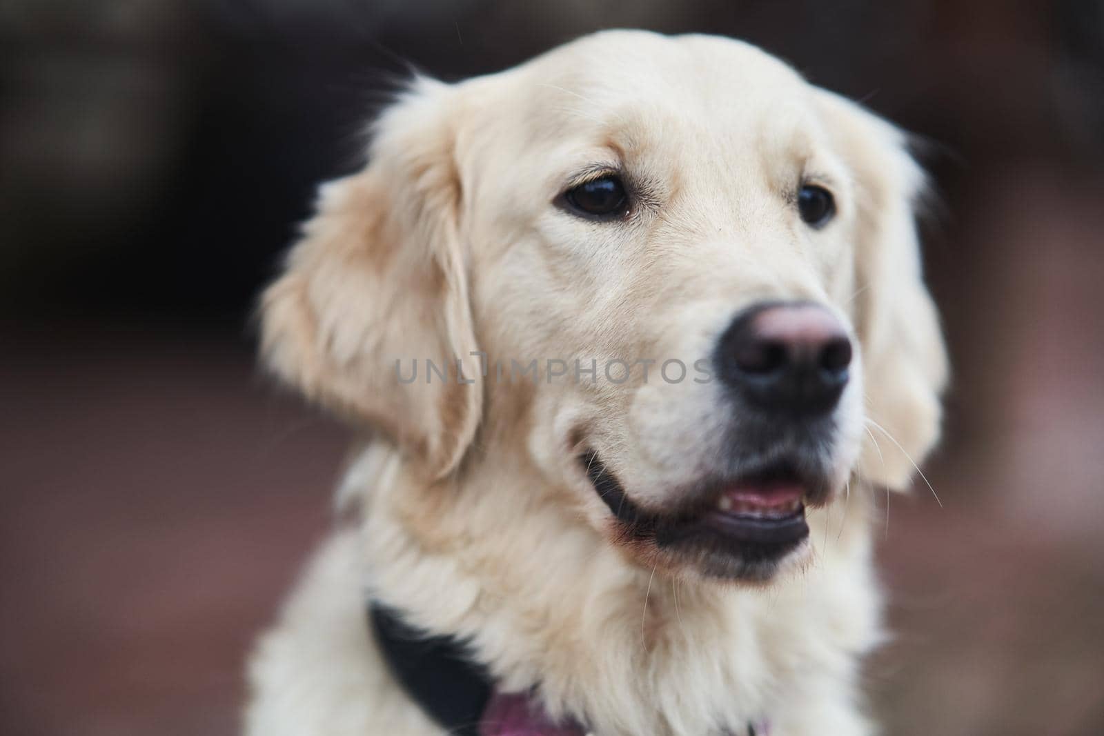 Golden Labrador Retriever with a collar sitting on the street. Close-up
