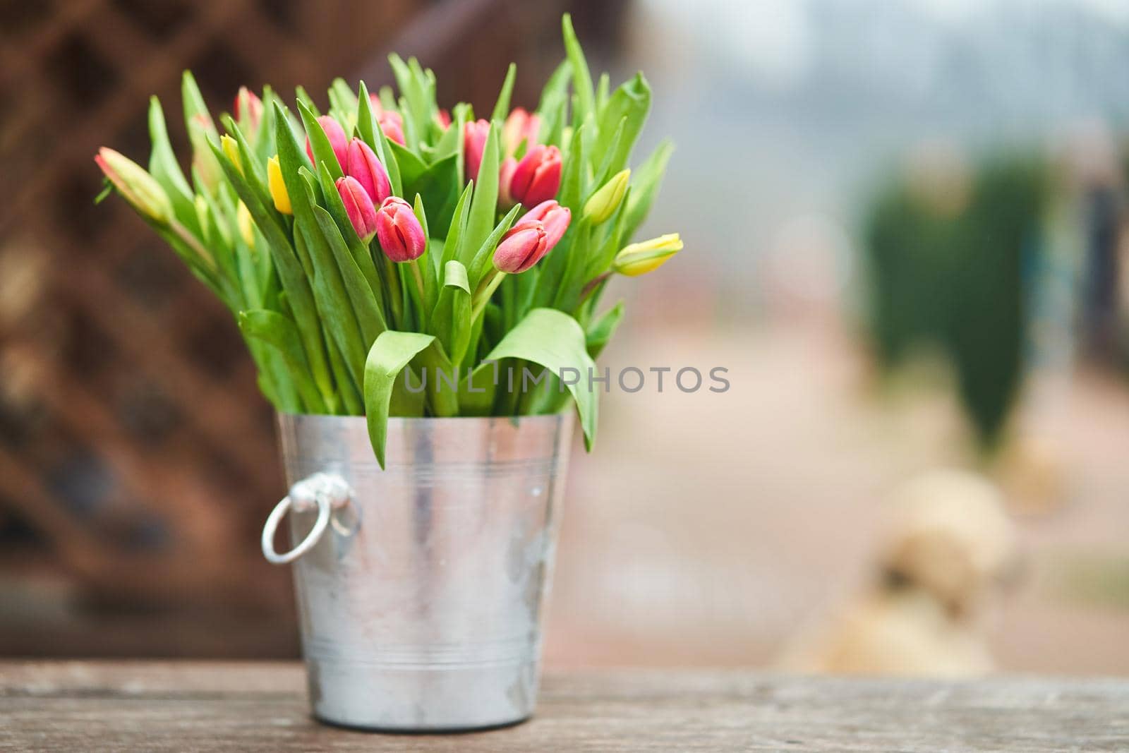Bouquet of tulips in an iron bucket. Holiday. Gift. Natural flowers.