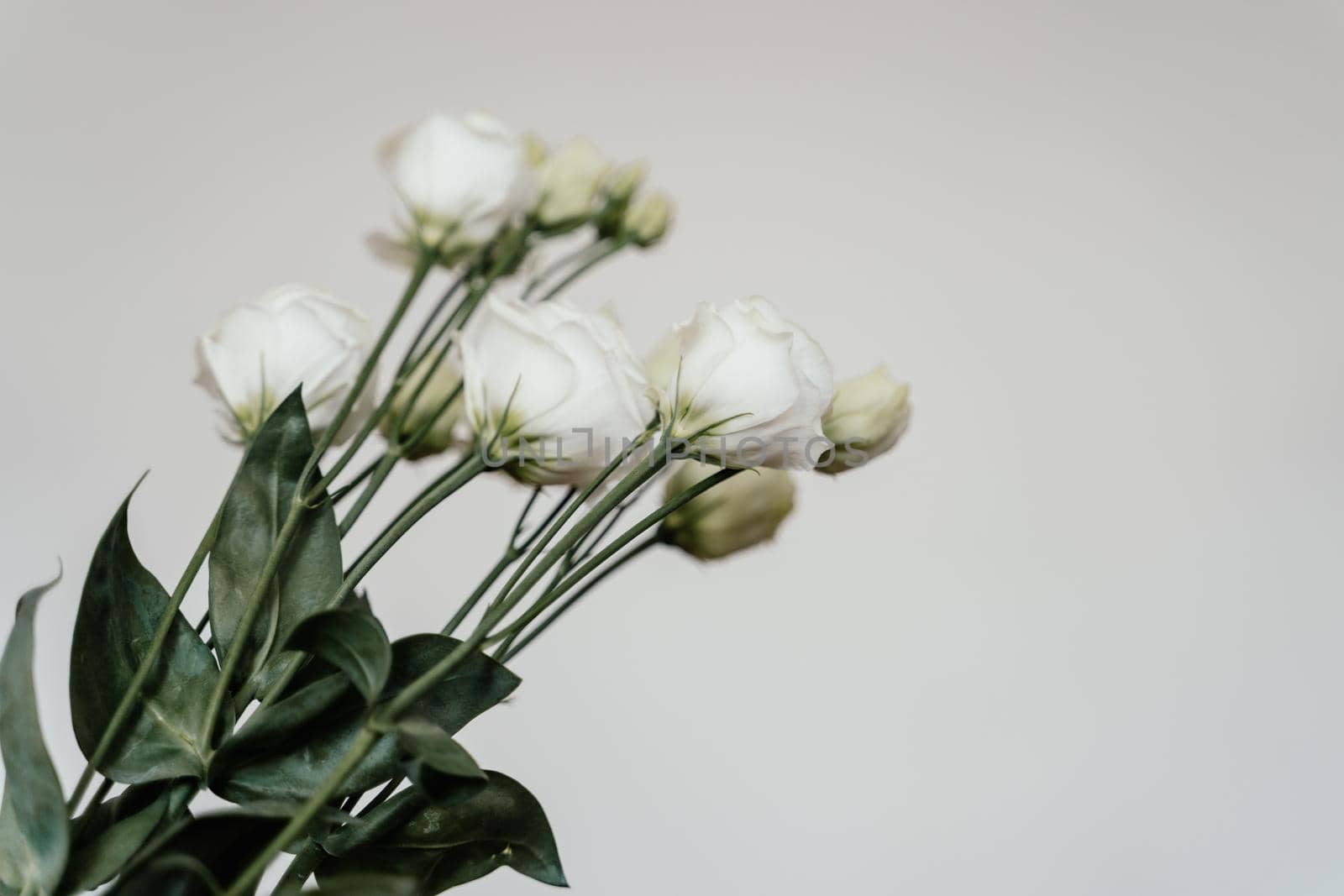 White roses on a white background. Flower buds close up by driver-s