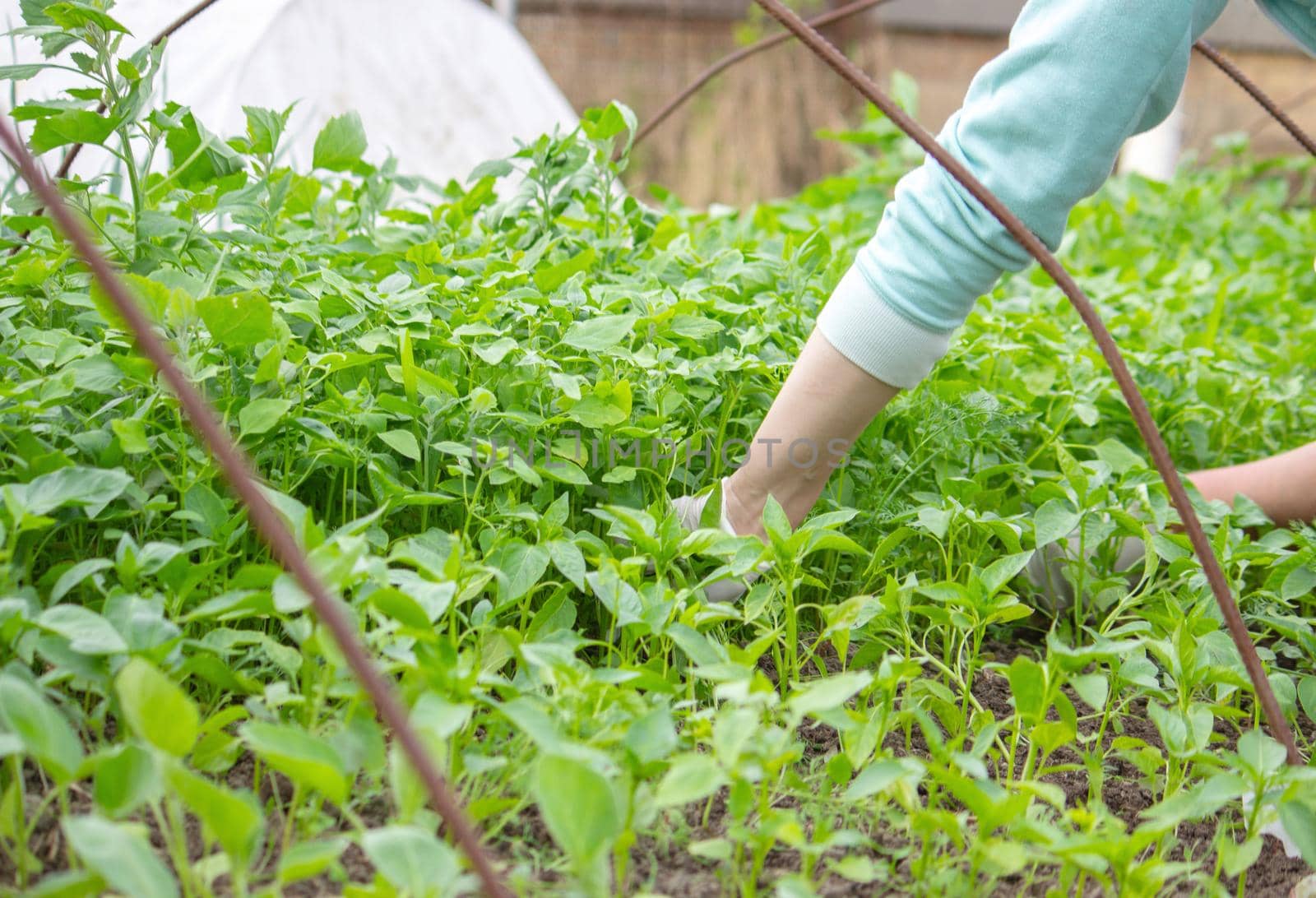 Hand of female farmer weeding pepper and cabbage