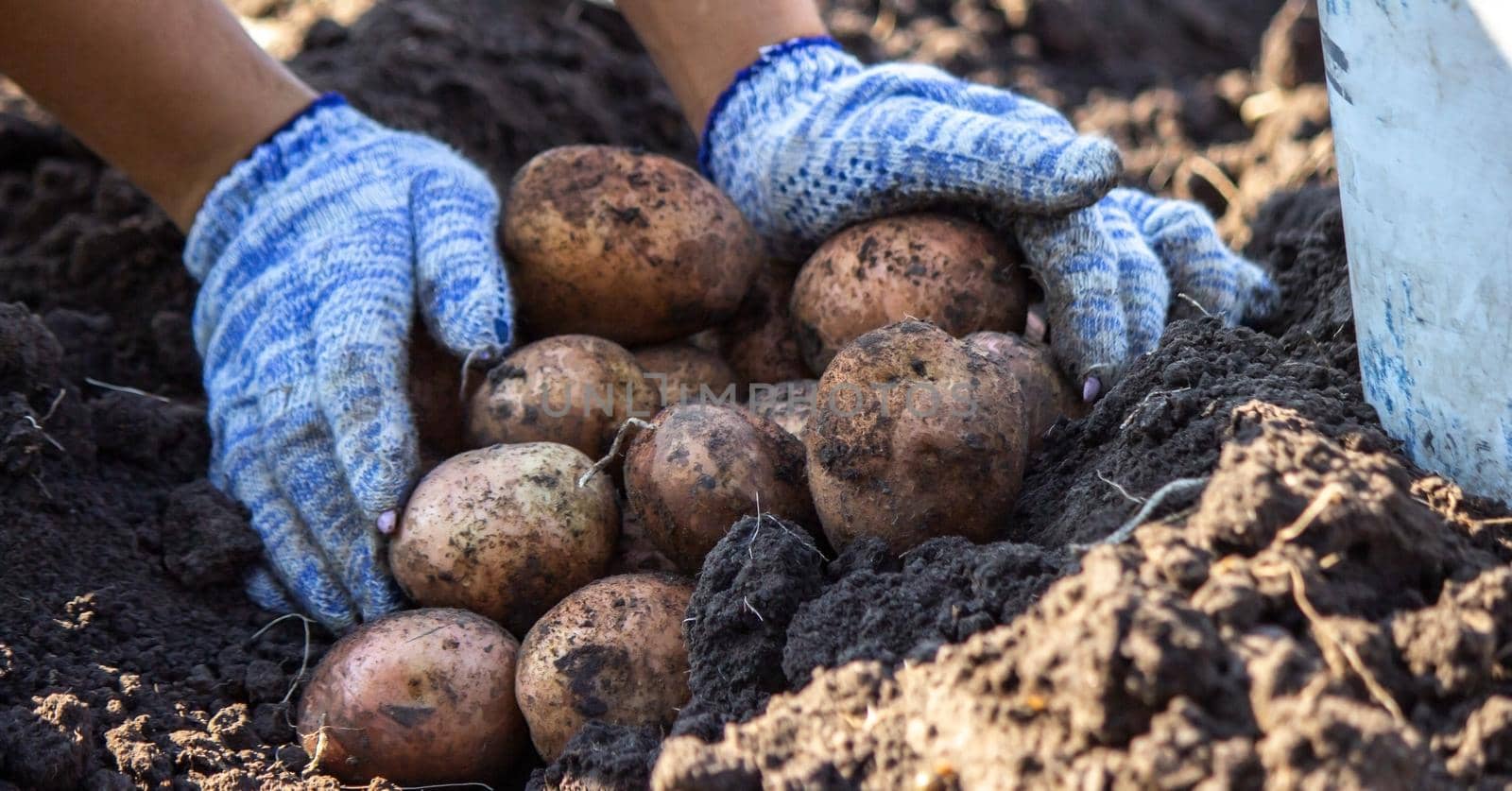 Organic vegetables. Farmers hands with freshly picked vegetables. Fresh bio potatoes. selective focus