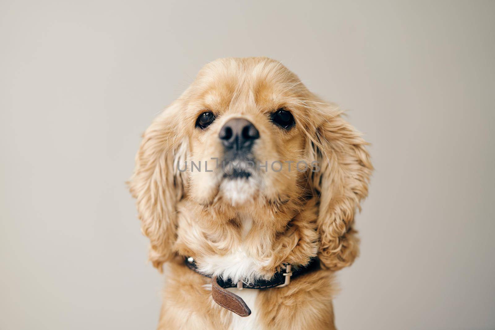 Fawn adult American Cocker Spaniel. Close-up. High-quality photo