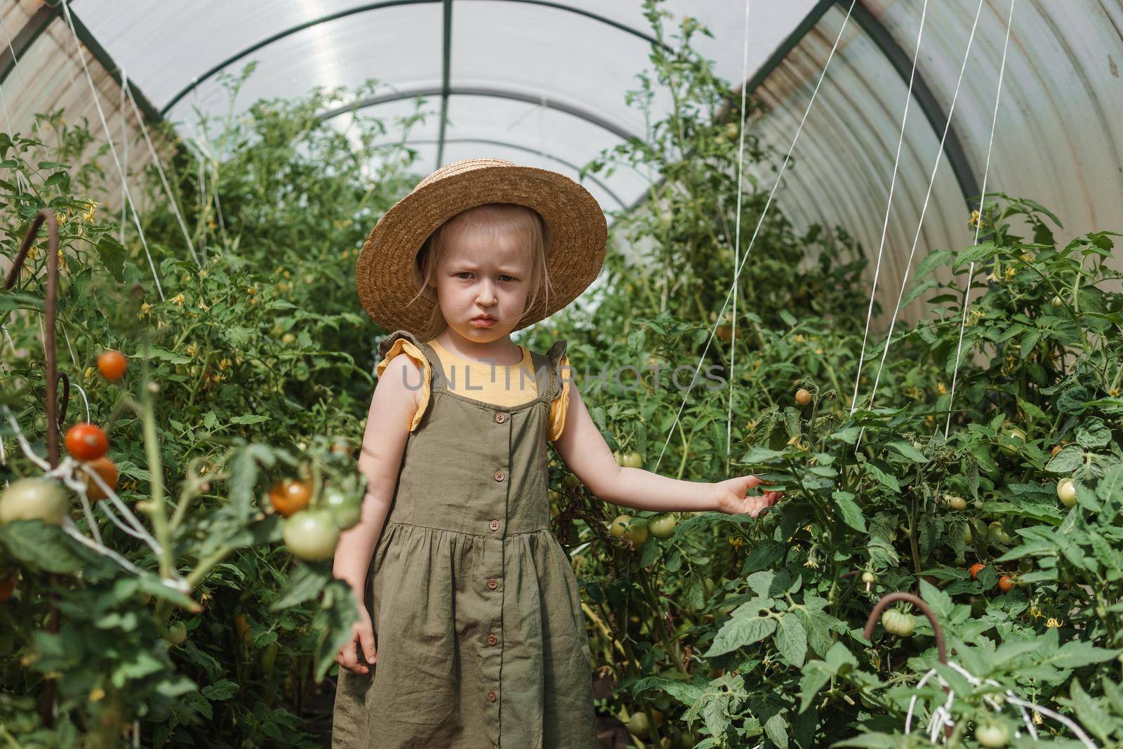 A little girl in a straw hat is picking tomatoes in a greenhouse. Harvest concept.