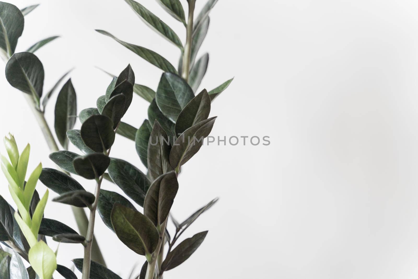 Plant Dollar tree in white pot on white background by driver-s