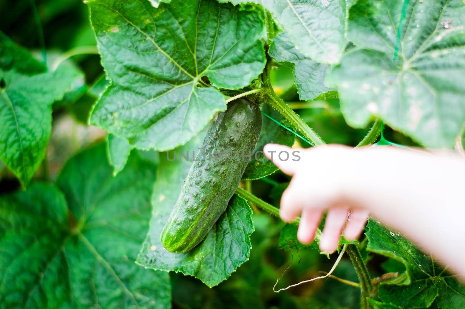 fresh and organic cucumber is growing in greenhouse. High quality photo