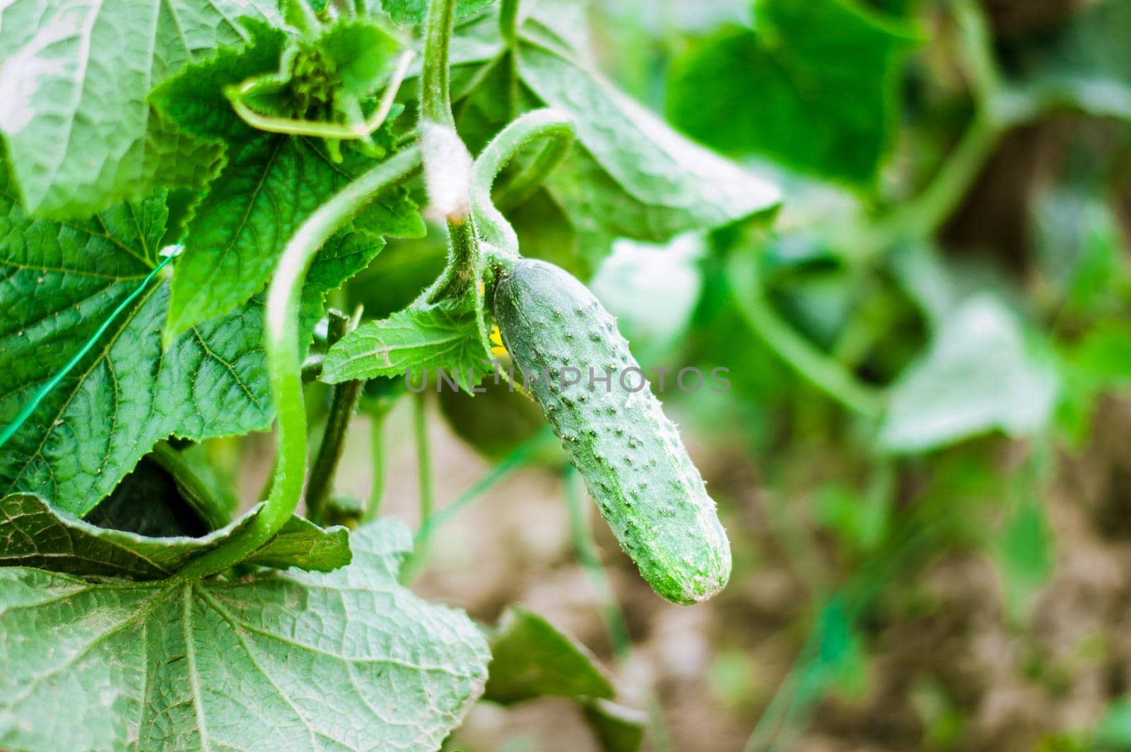 fresh and organic cucumber is growing in greenhouse. High quality photo