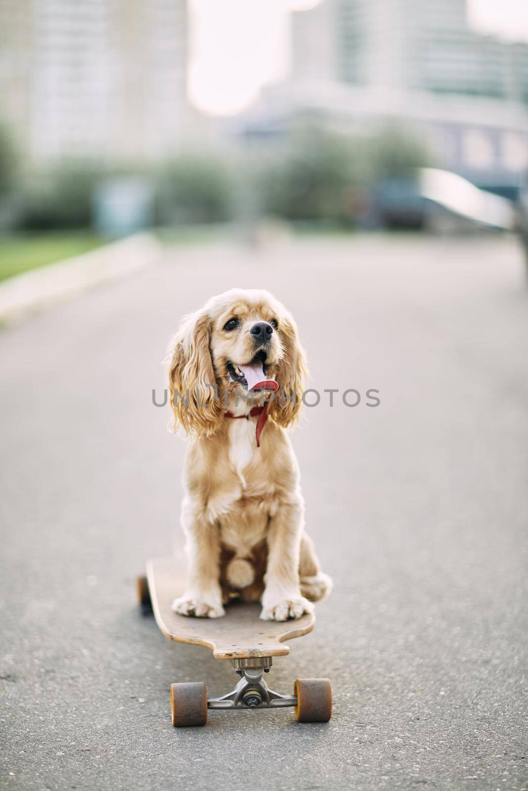 Dog riding a skateboard. The puppy Cocker Spaniel is sitting on longboard by driver-s