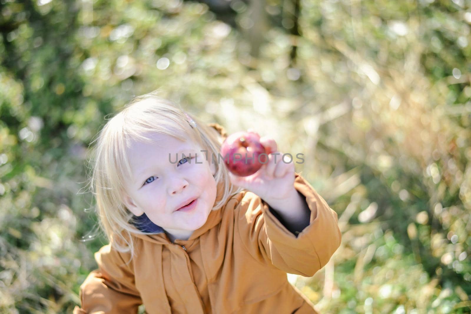 autumn harvest of red organic apples. High quality photo