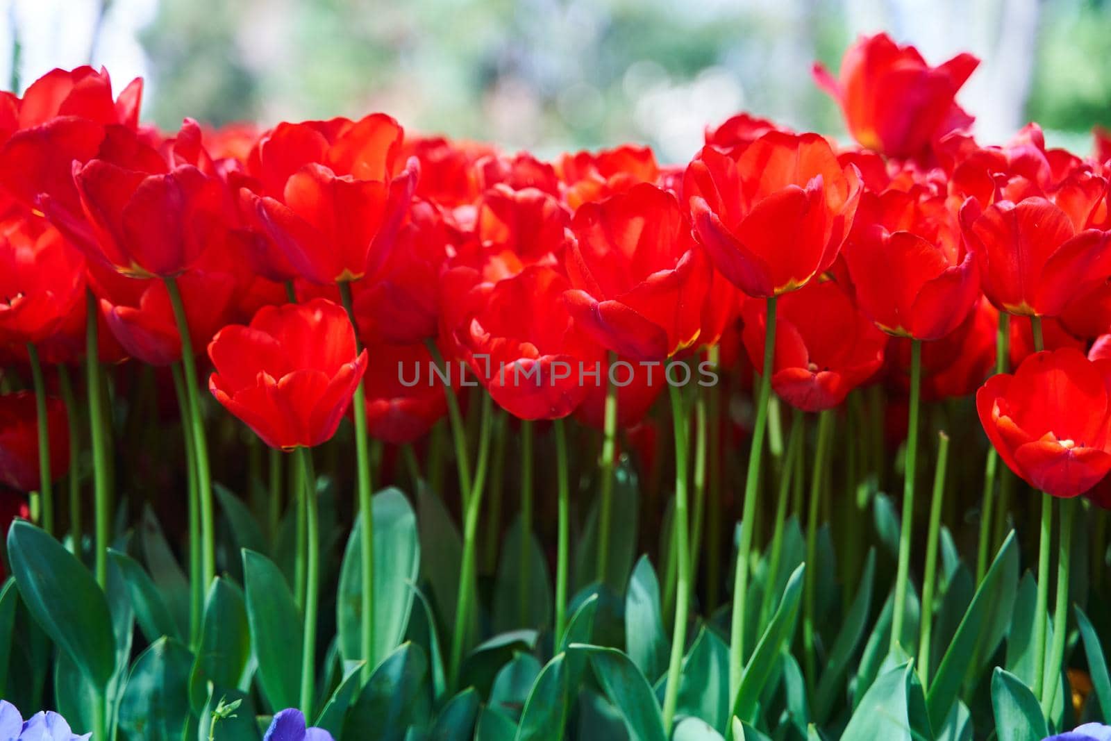 Red beautiful tulips field in spring time with sun rays. High quality photo