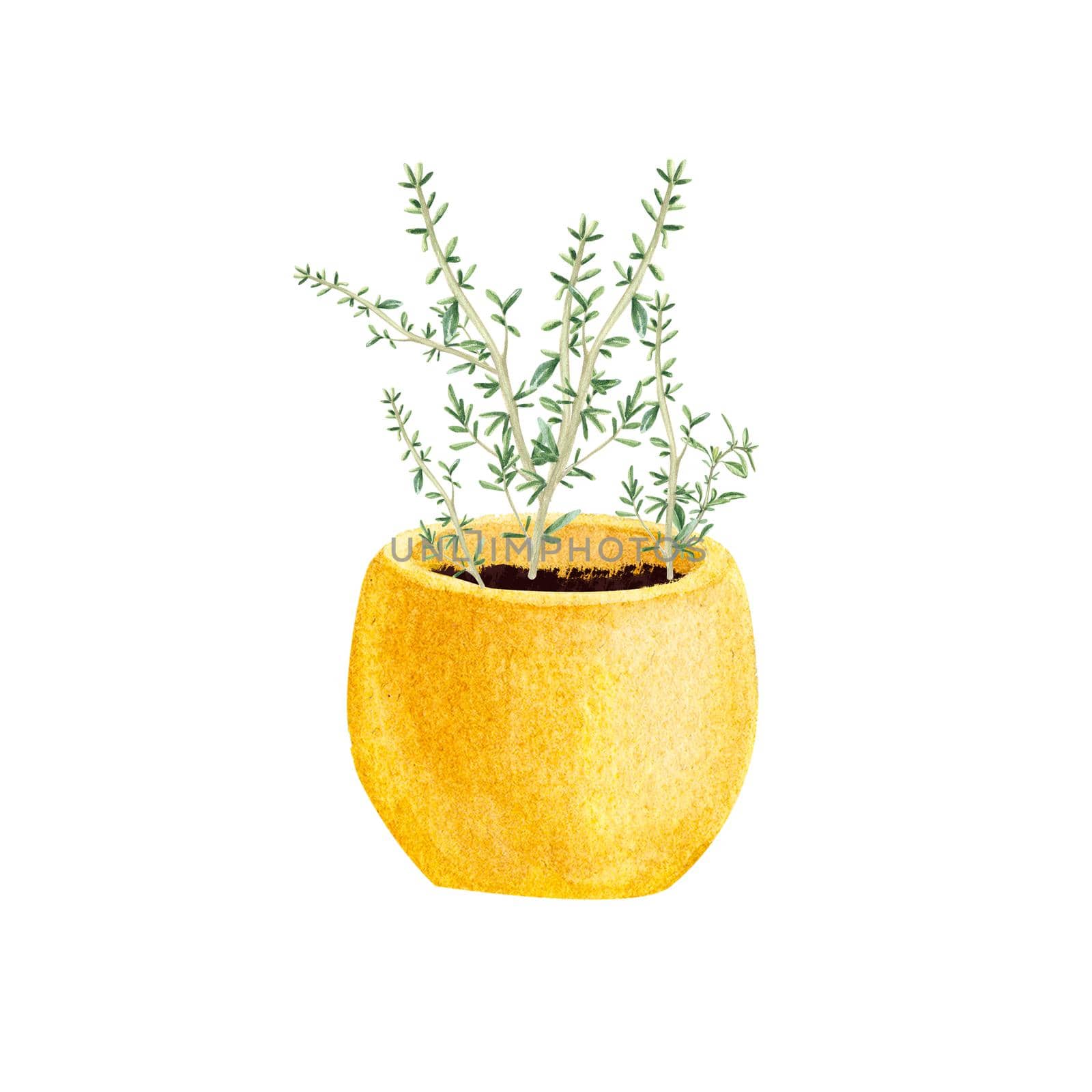 Thyme in a pot isolated on a white background. Provencal herbs in watercolor. Illustration of kitchen herbs and spices. Suitable for postcards, business cards, banners, booklets, design, textiles.