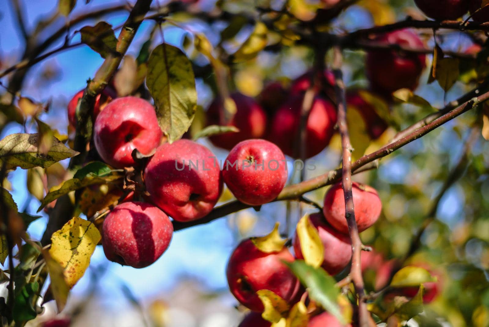 autumn harvest of red organic apples. High quality photo