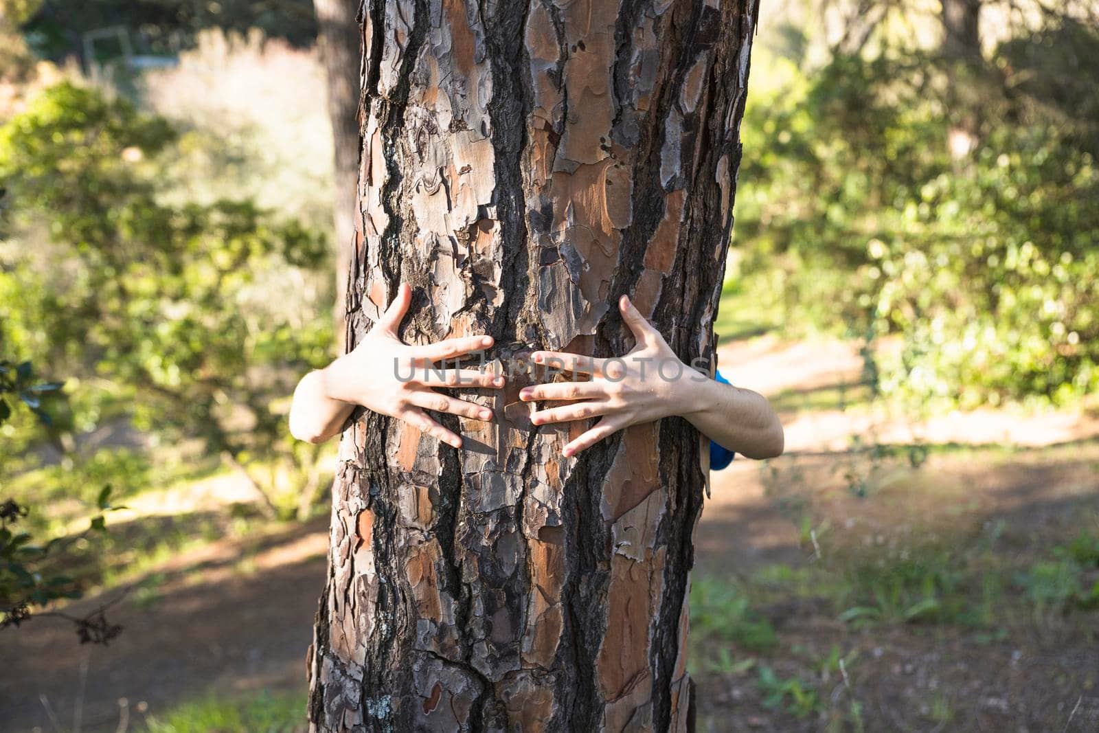 arms hugging tree trunk green forest