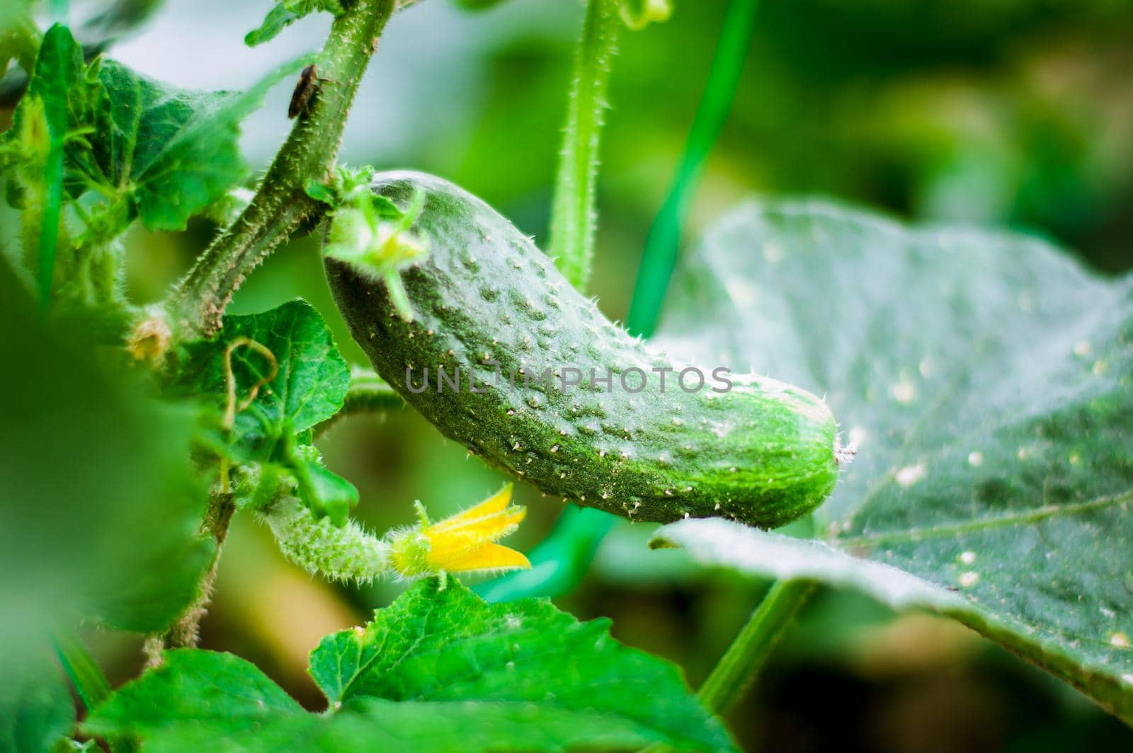 fresh and organic cucumber is growing in greenhouse. High quality photo