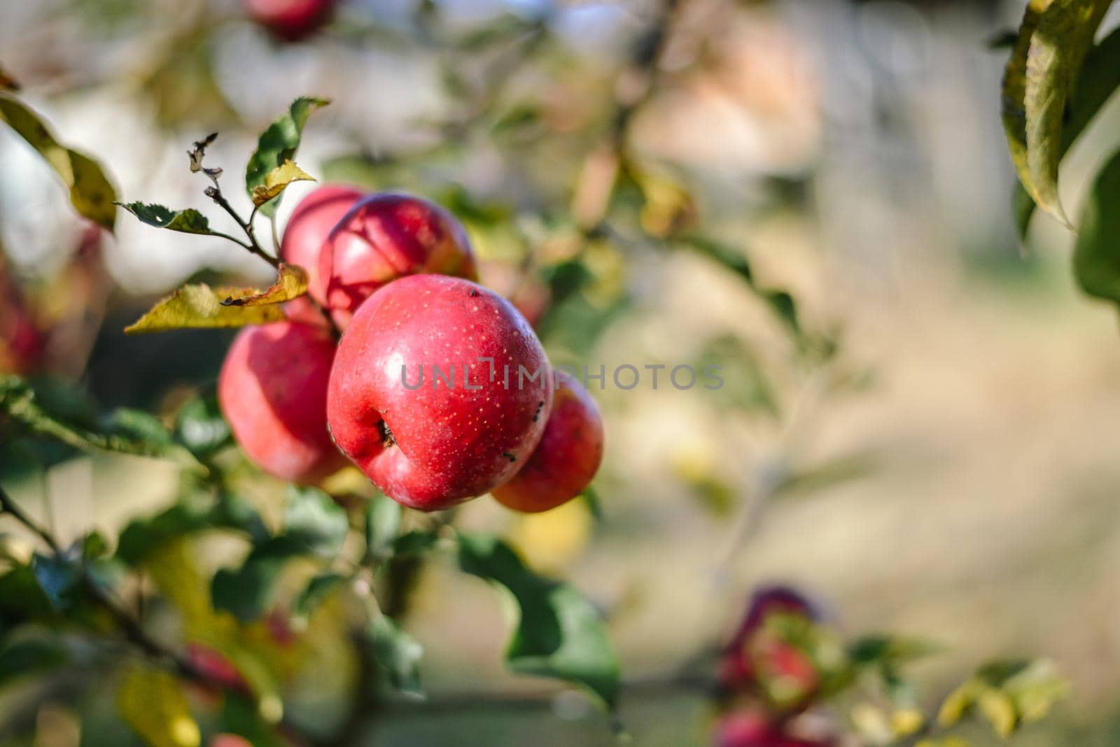 autumn harvest of red organic apples. High quality photo