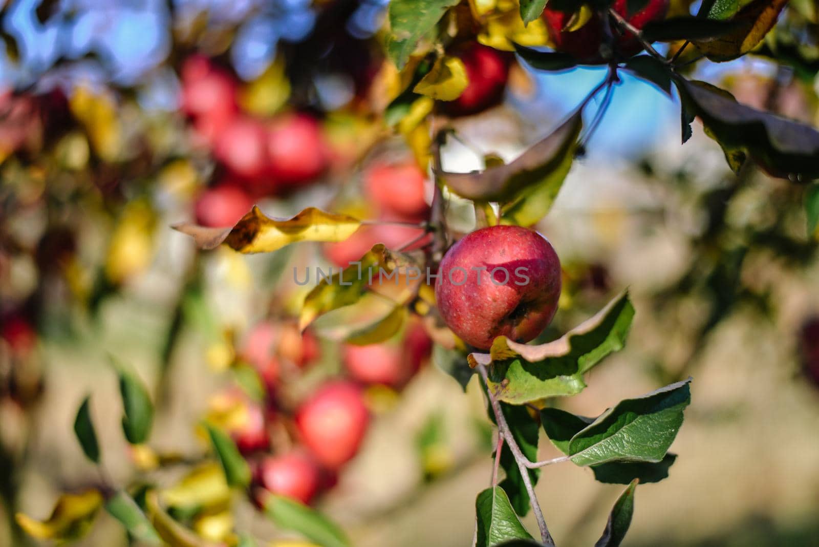 autumn harvest of red organic apples. High quality photo