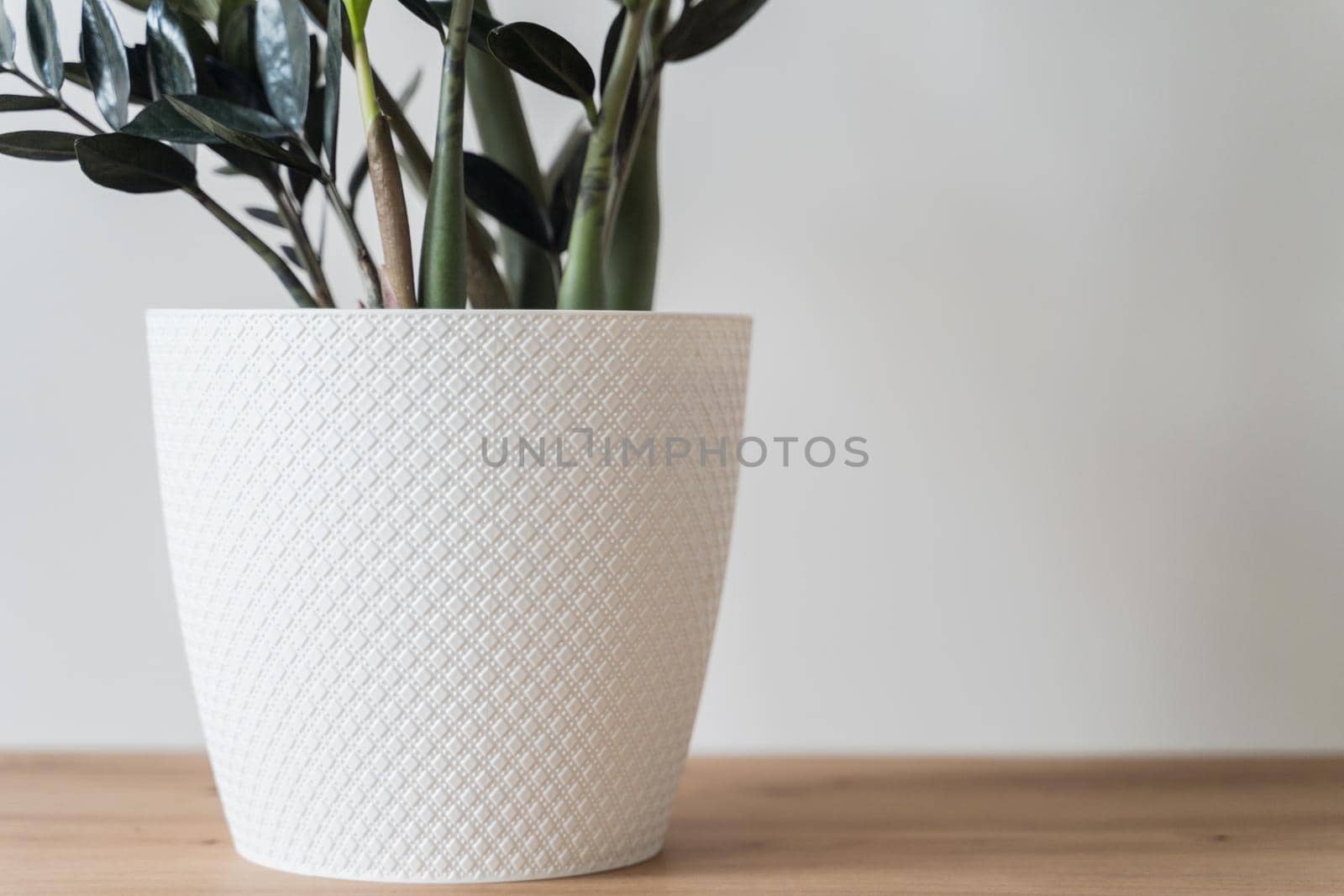 Plant Dollar tree in white pot on white background. High-quality photo