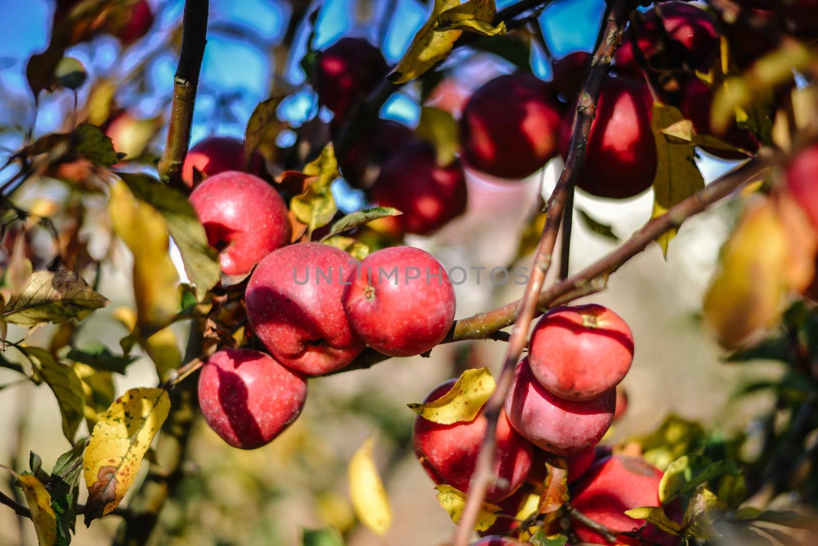 autumn harvest of red organic apples. High quality photo