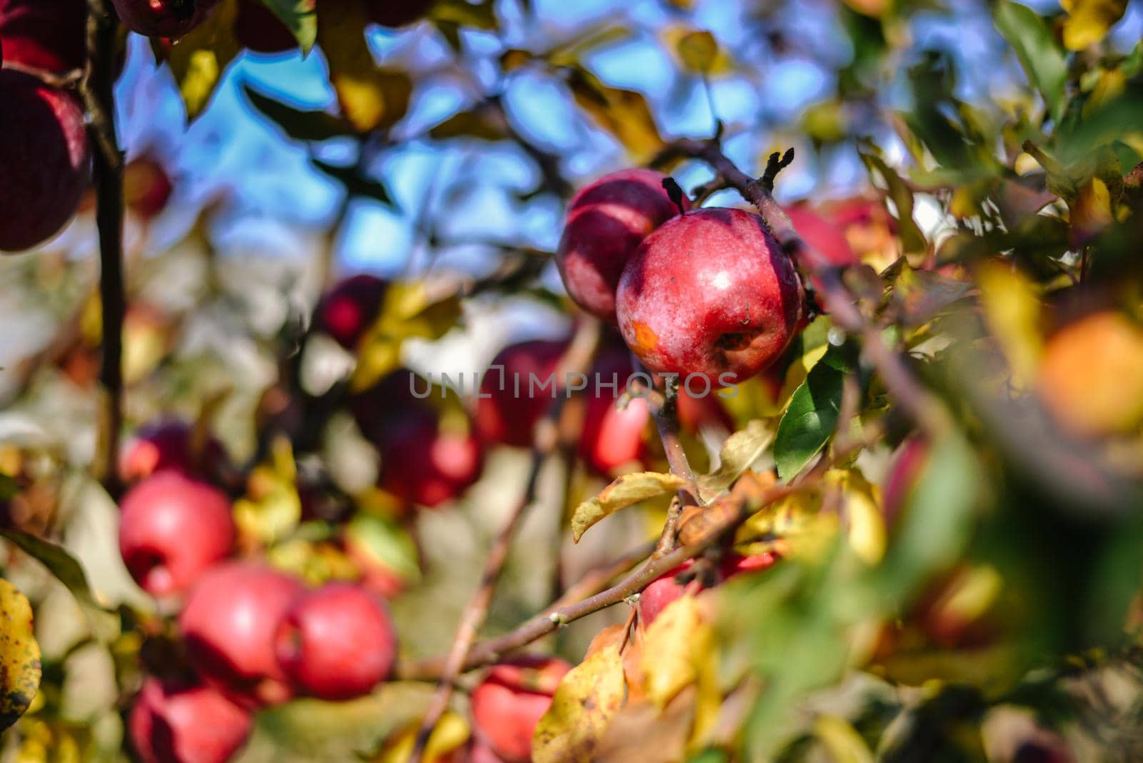 autumn harvest of red organic apples. High quality photo