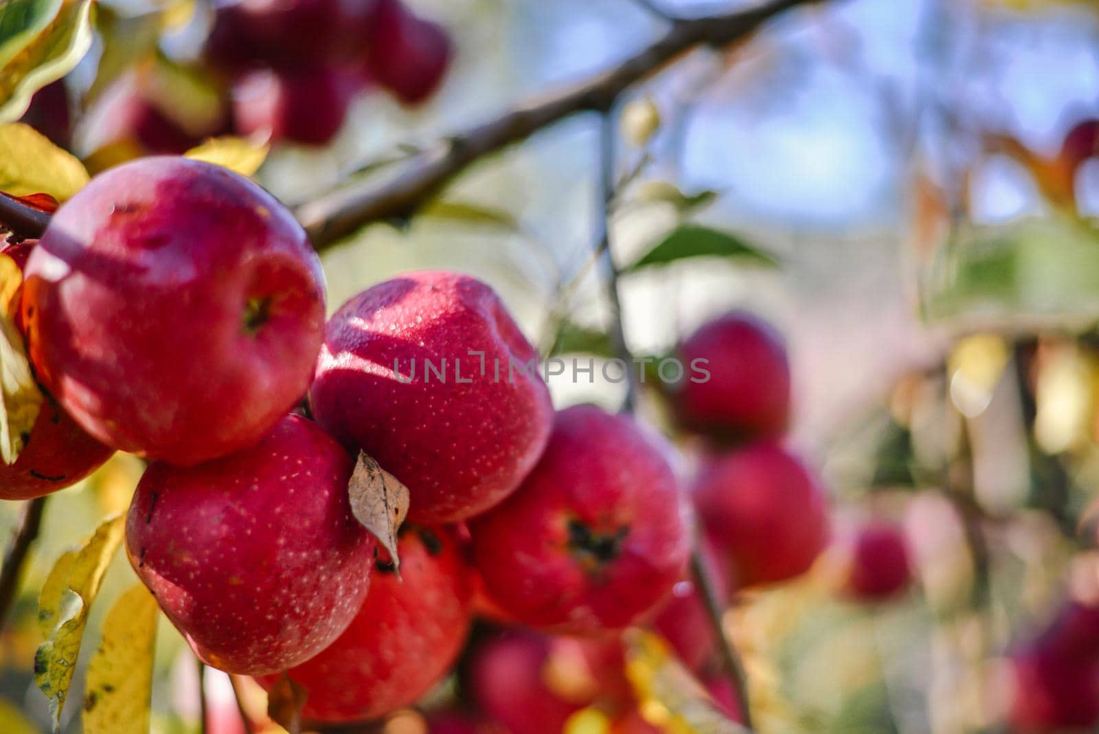 autumn harvest of red organic apples. High quality photo