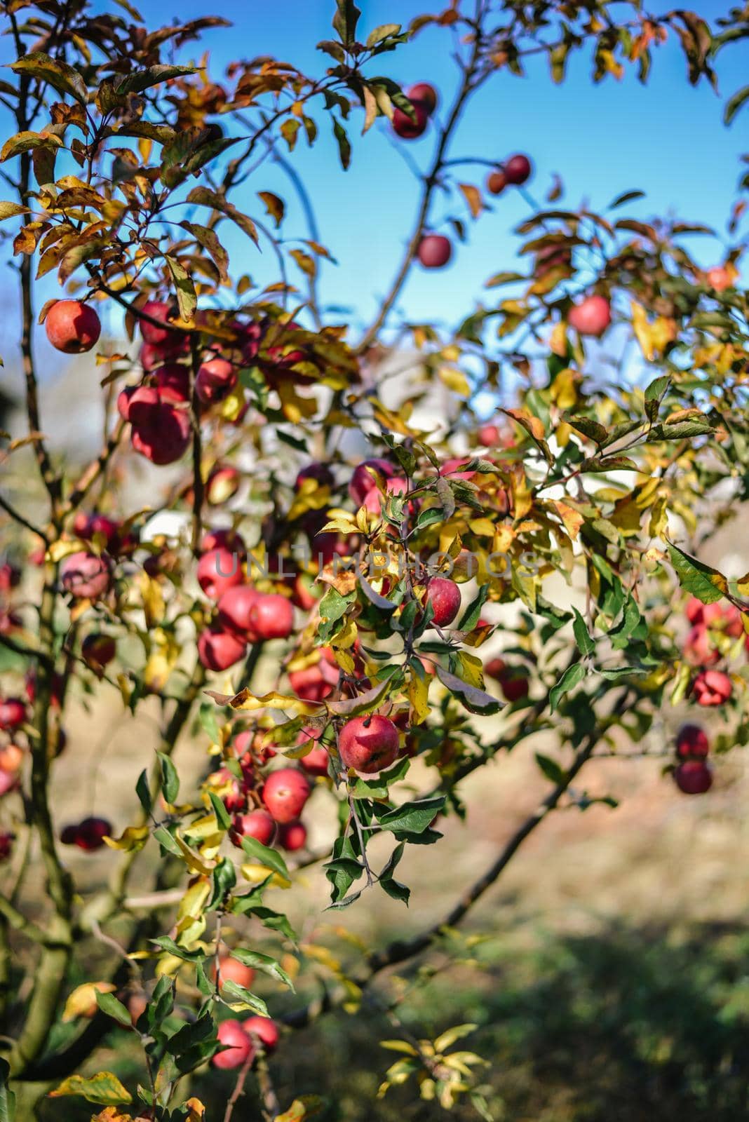 autumn harvest of red organic apples. High quality photo