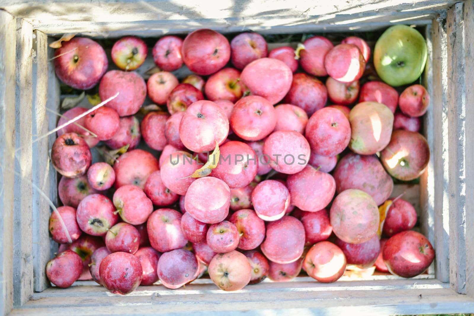 autumn harvest of red organic apples. High quality photo