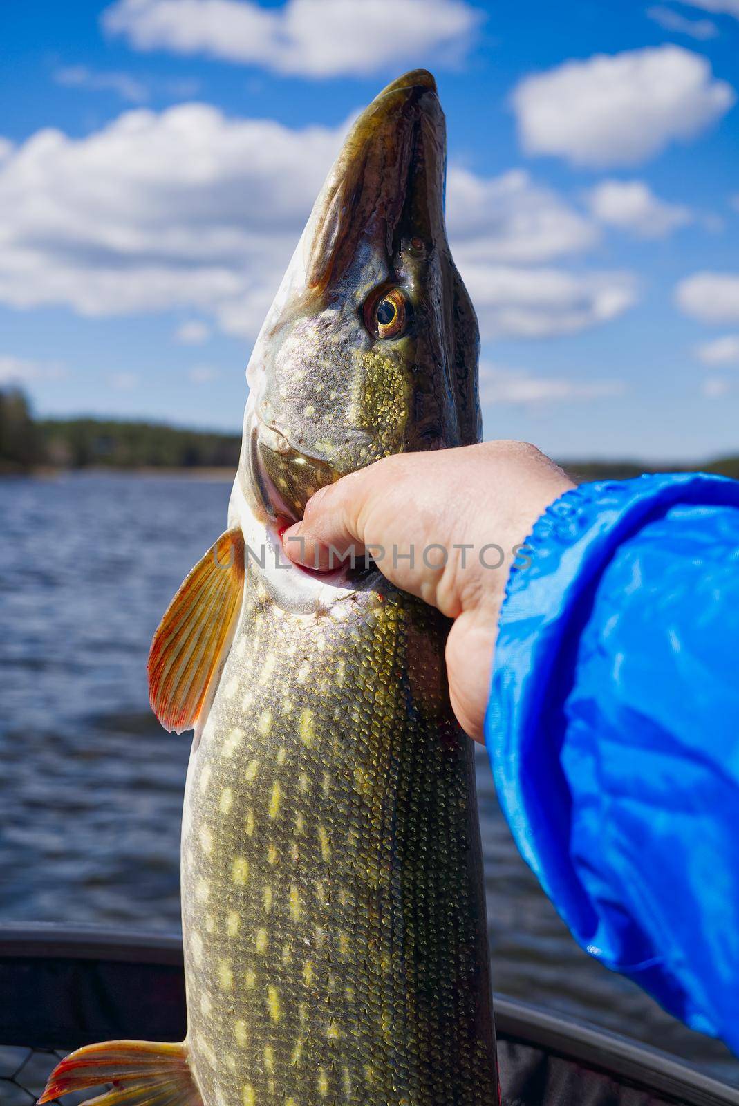 Fisherman hand holding pike. Angler with pike fish. Amateur fisherman holds trophy pike Esox lucius by PhotoTime