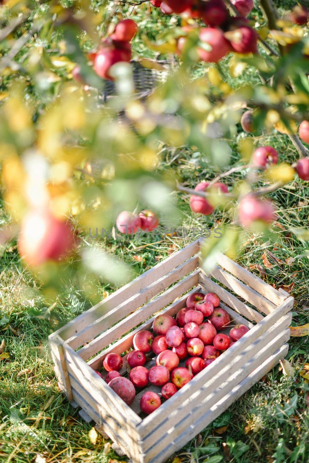 autumn harvest of red organic apples. High quality photo