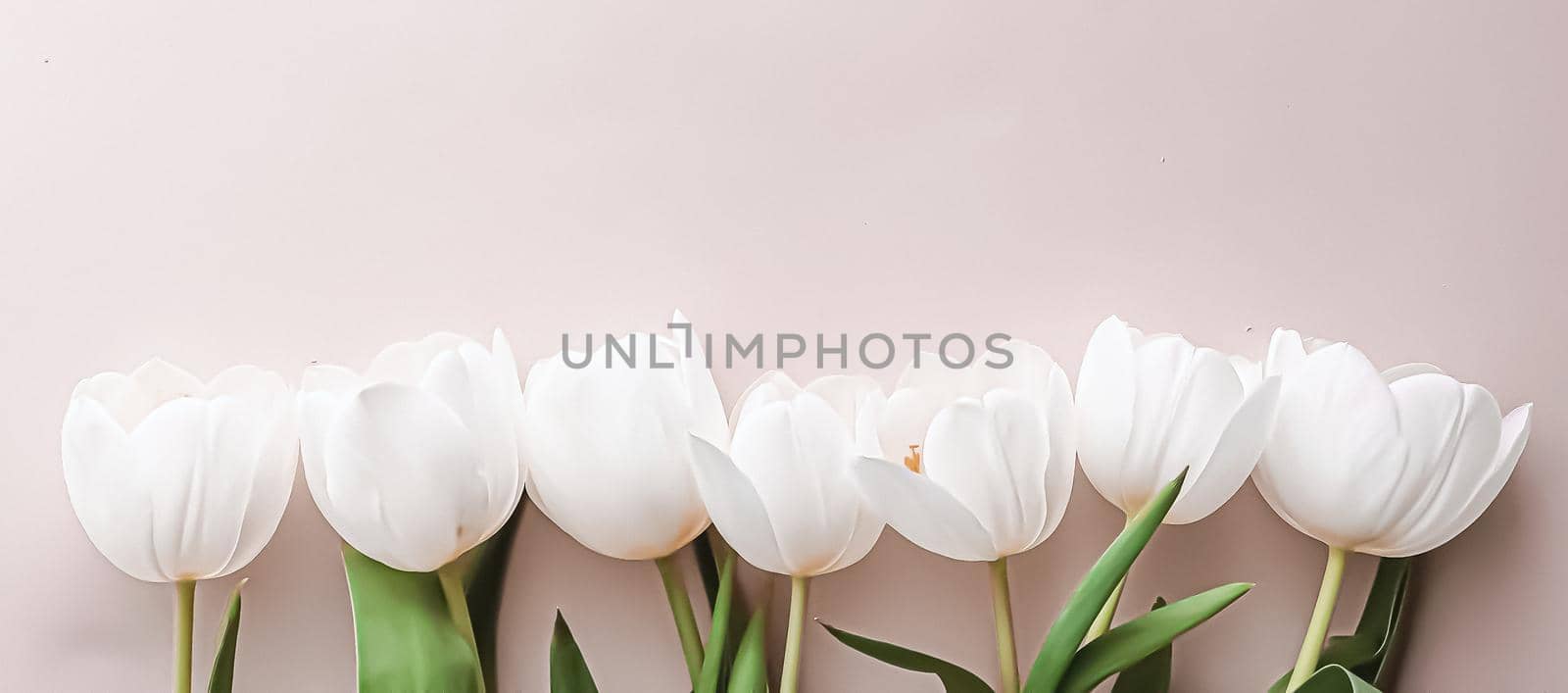 White tulips on beige backdrop, beautiful flowers as flatlay background, nature and holiday concept